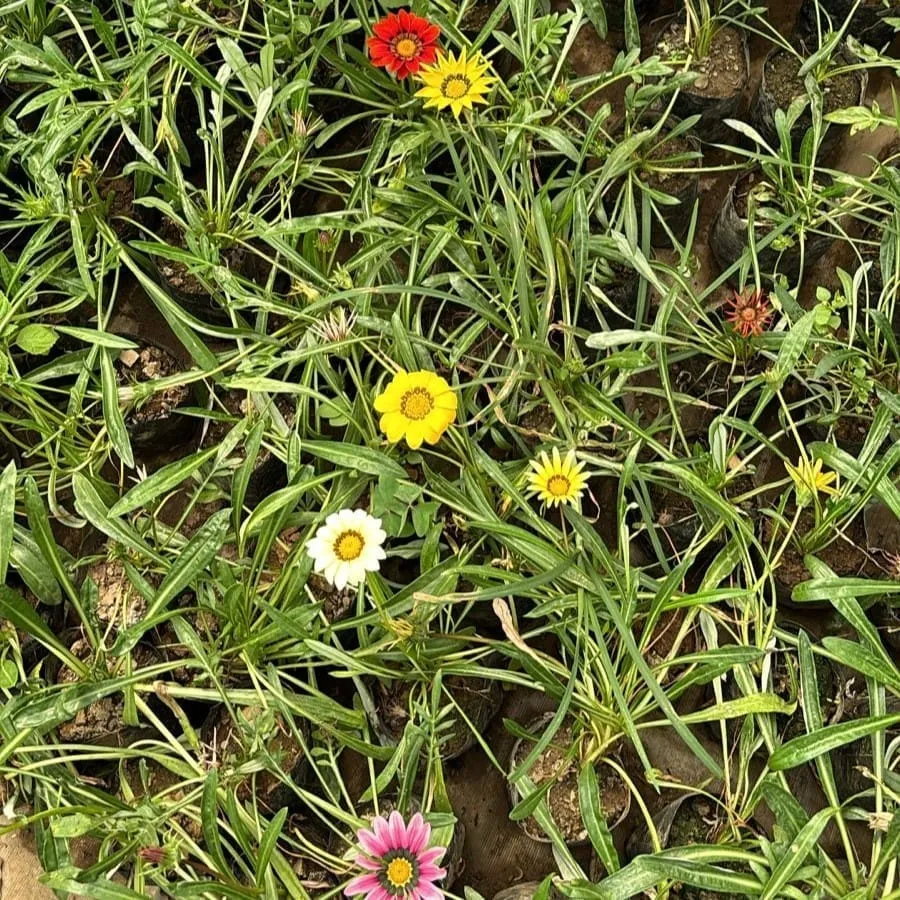 Set of 100 - Gazania (any colour) in 4 Inch Nursery Bag