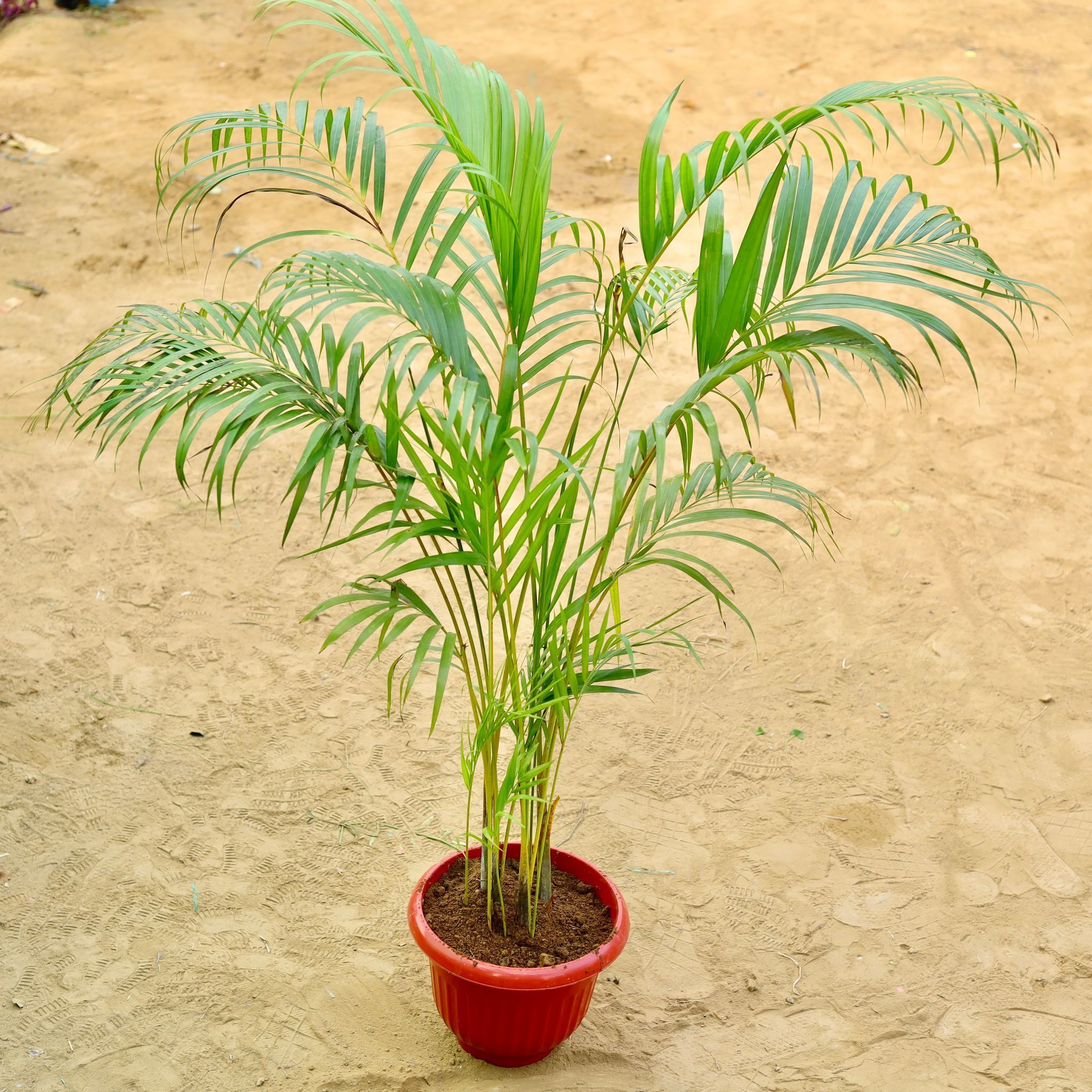 Areca Palm (~ 3.5 Ft) Bushy 12 inch Terracotta Red Olive Plastic Pot