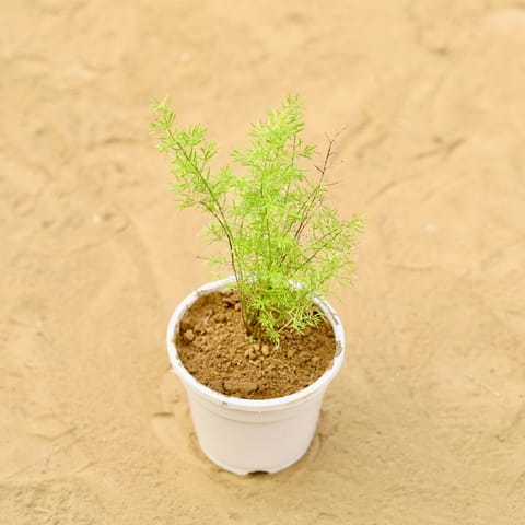 Spara Grass in 4 Inch Live Plant White Nursery Pot