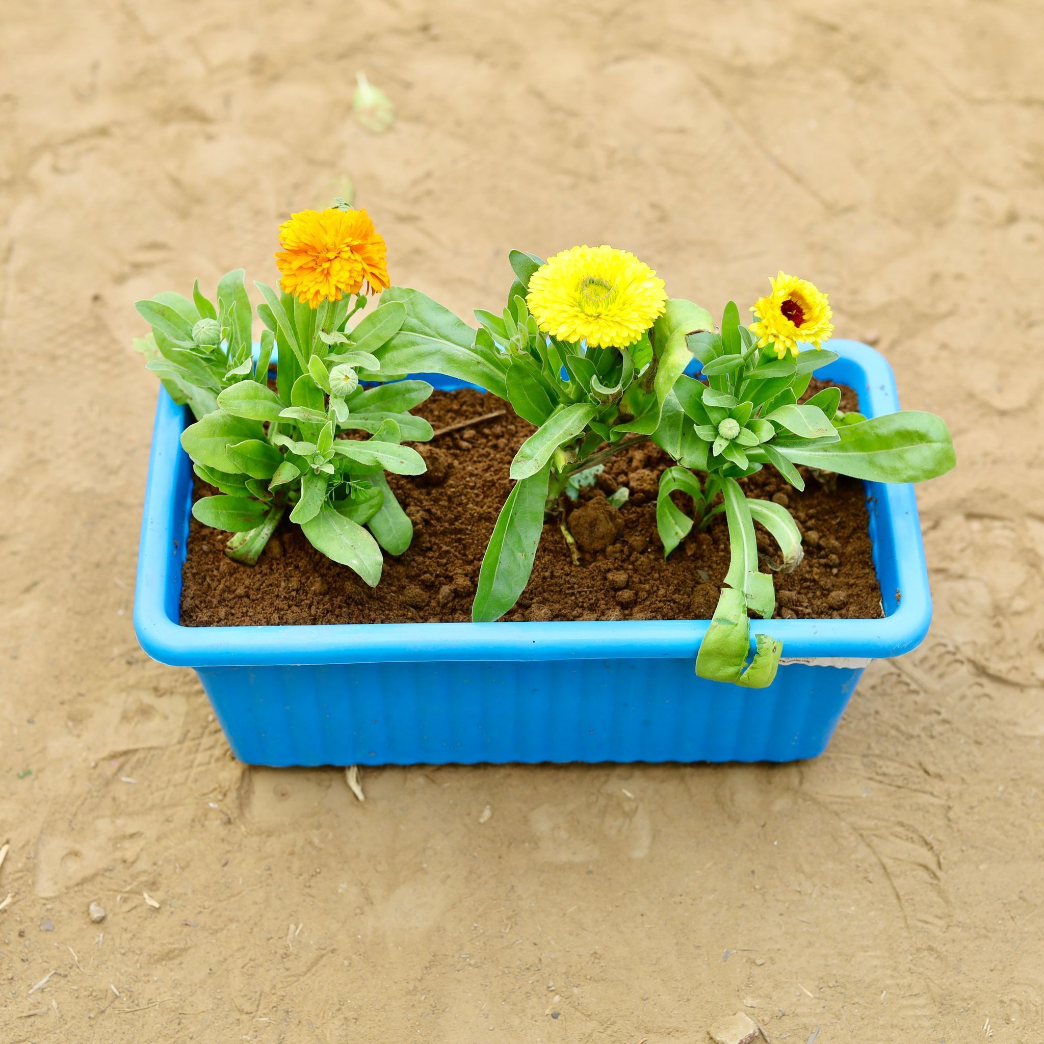 Calendula (Any Colour) in 14 inch Blue Premium Jupiter Rectangular Window Planter
