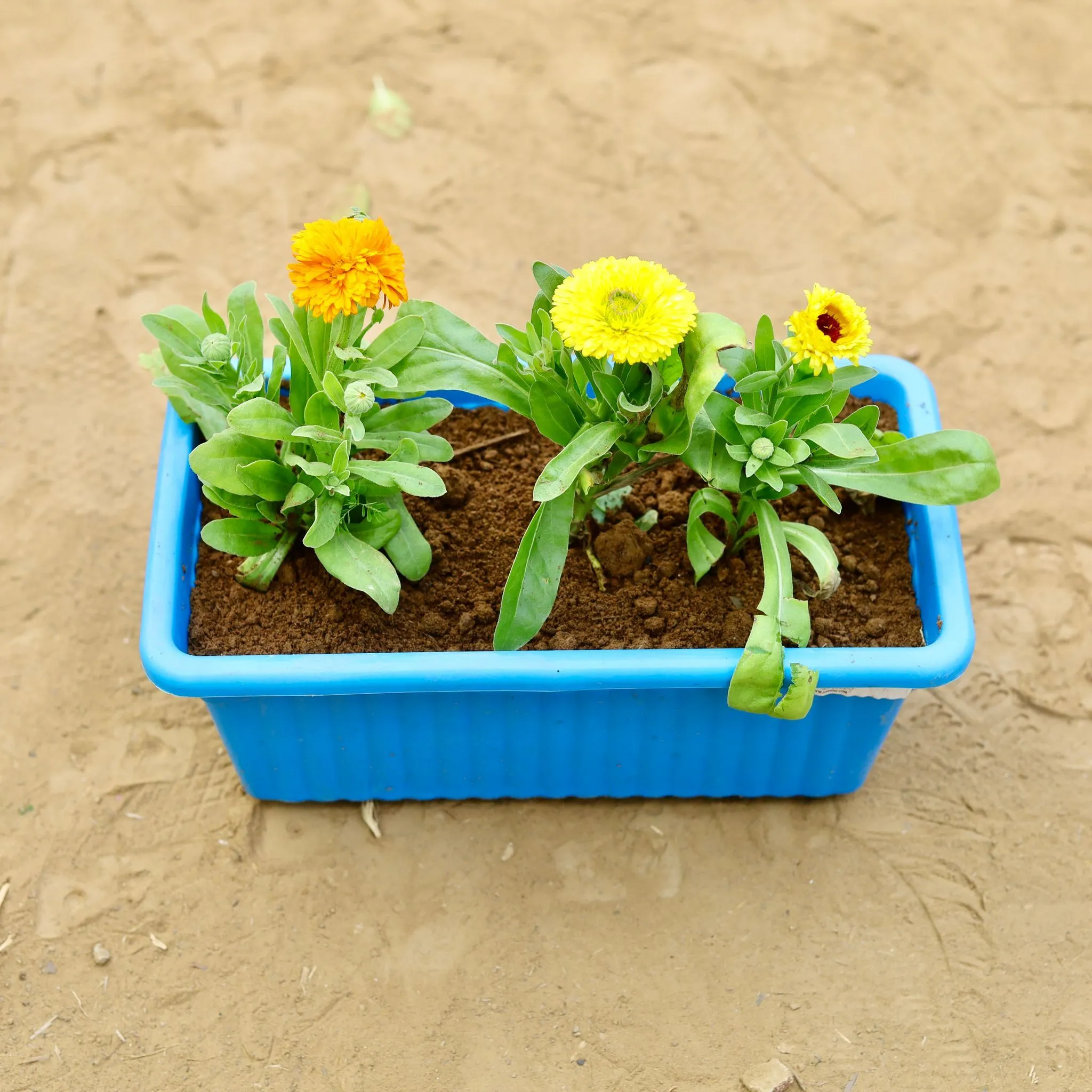 Calendula (Any Colour) in 14 inch Blue Premium Jupiter Rectangular Window Planter