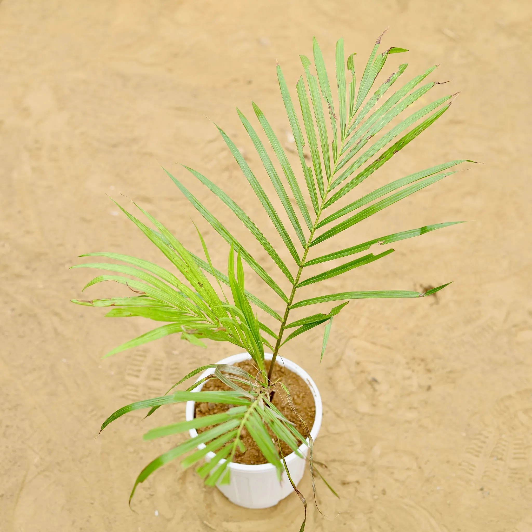 Cane / Bamboo Palm (~ 1.5 Ft) in 6 inch White Super Nursery Pot