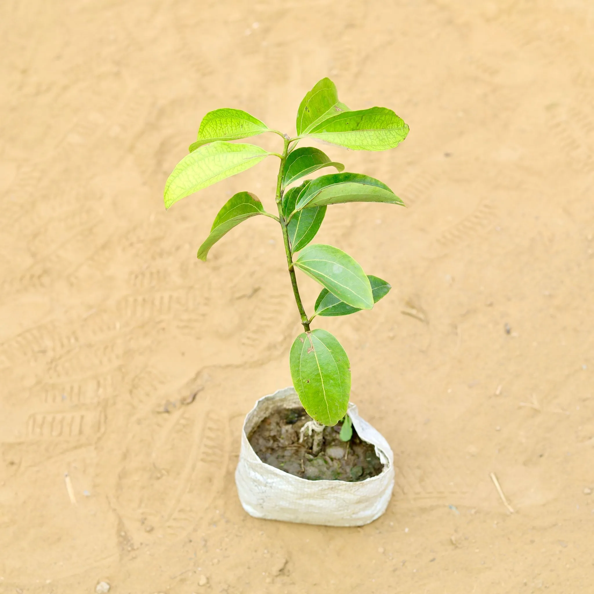 Dalchini / Cinnamon in 4 Inch Nursery Bag