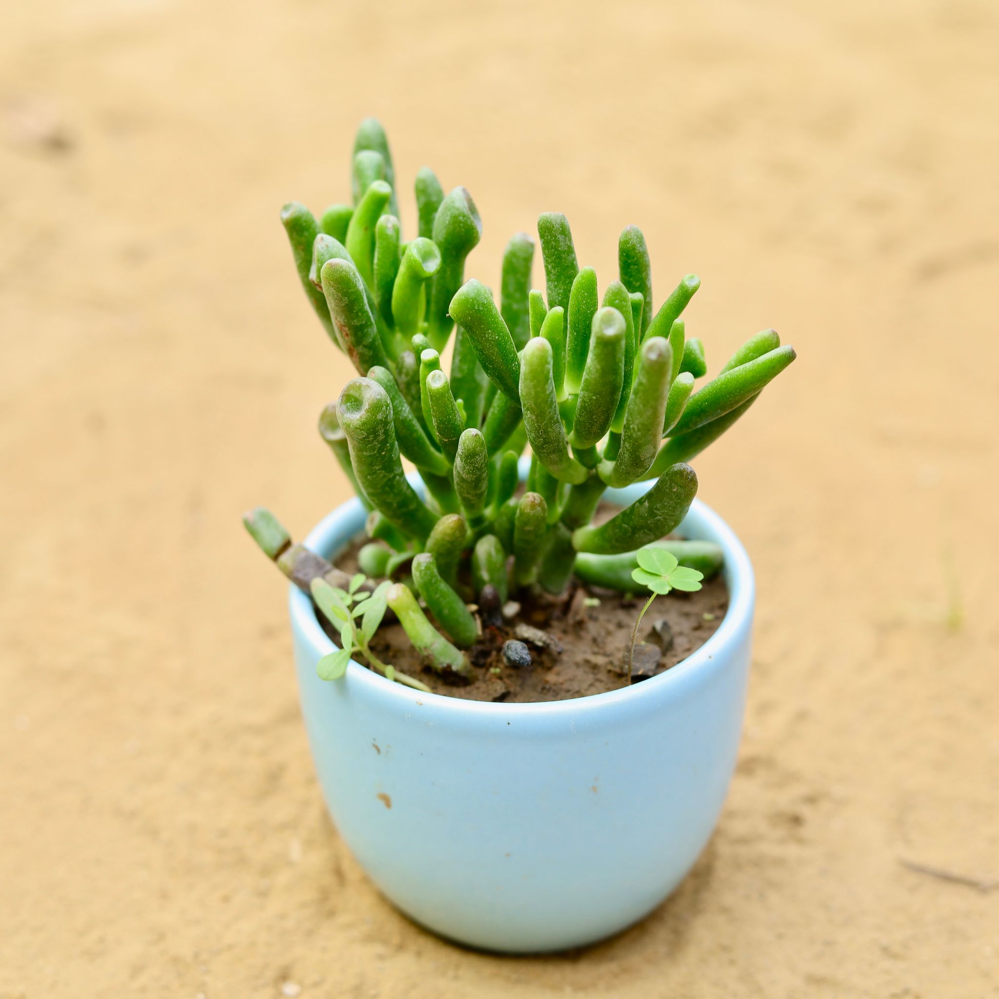 Crassula Gollum Succulent in 3 inch Blue Classy Cup Ceramic Pot - Minimalist Glossy Succulent Pot, indoor Flower Pot For Home And office Decor