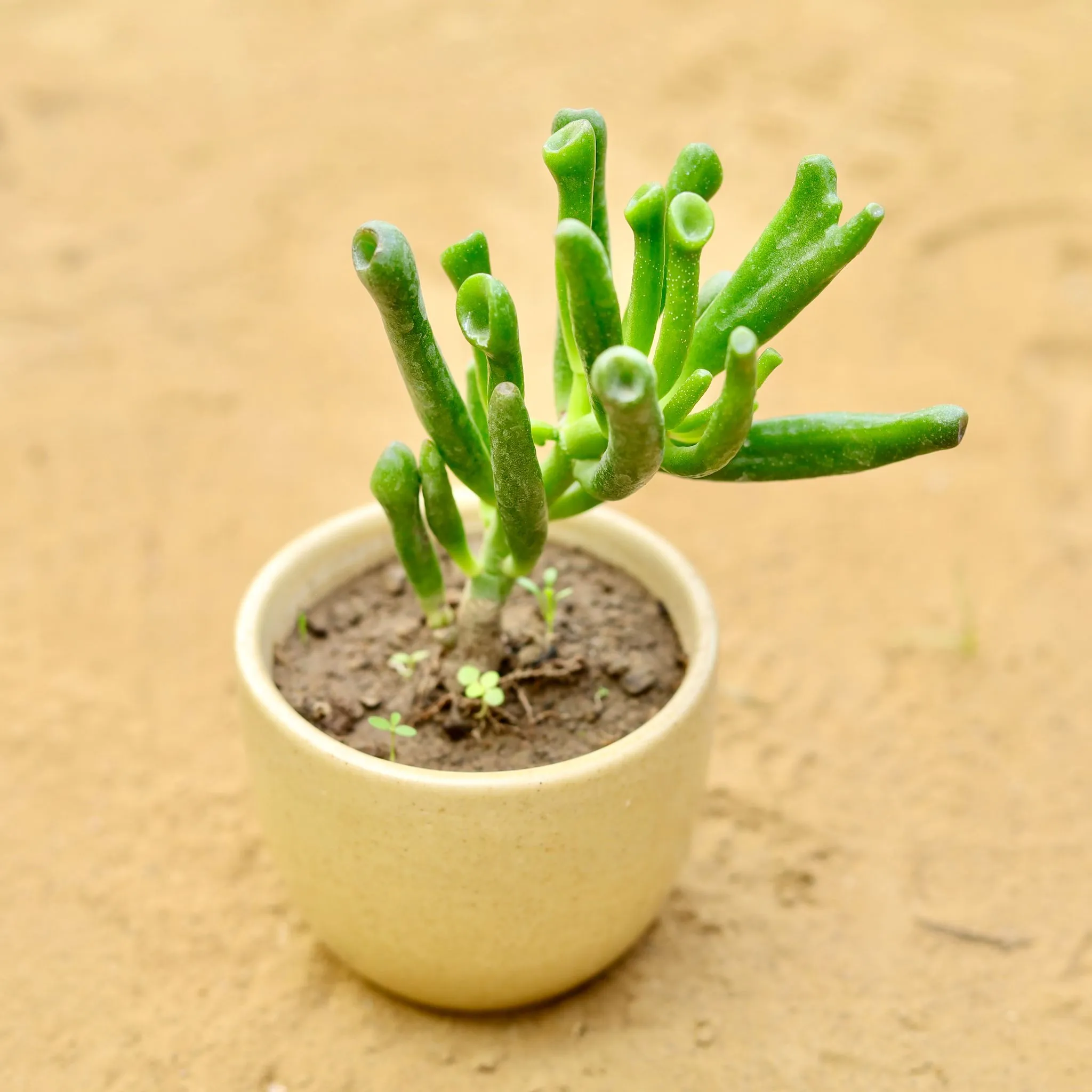 Crassula Gollum Succulent in 3 inch Light Brown Classy Cup Ceramic Pot
