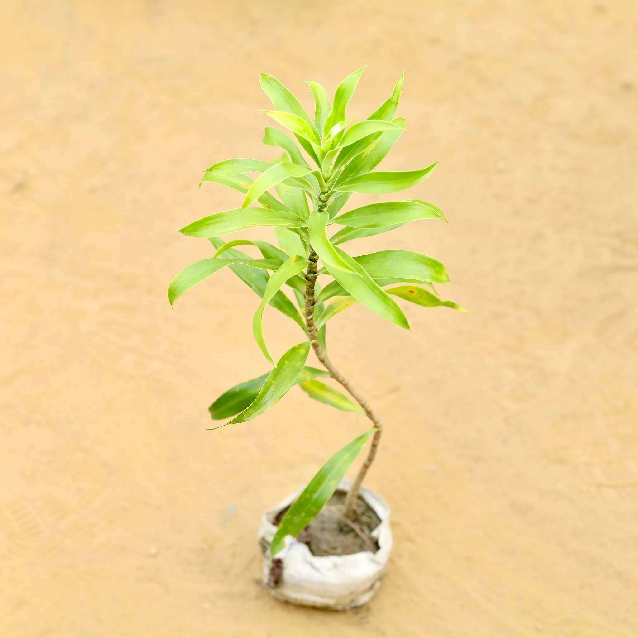 Dracaena Massenger Vareigated in 4 Inch Nursery Bag