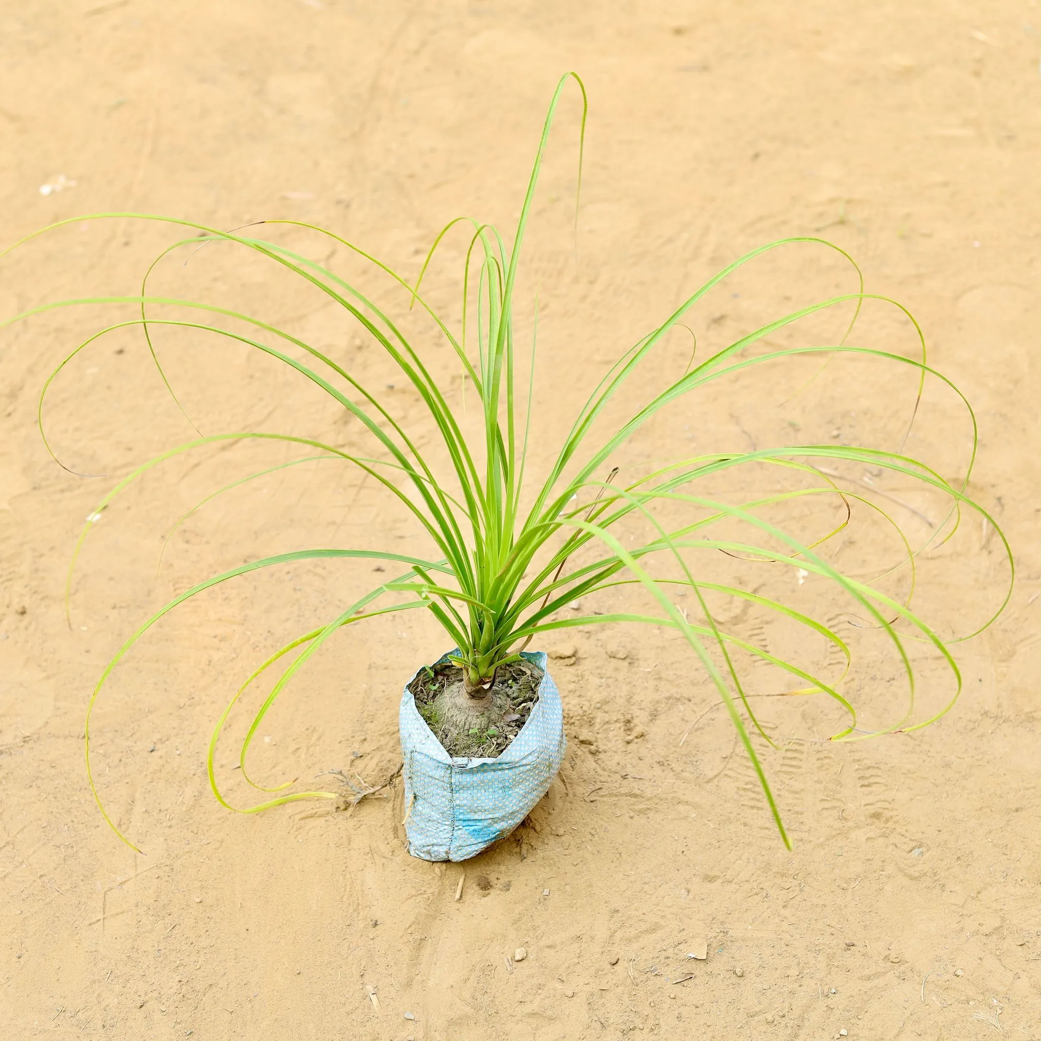 Nolina / Lolina Palm in 4 Inch Nursery Bag