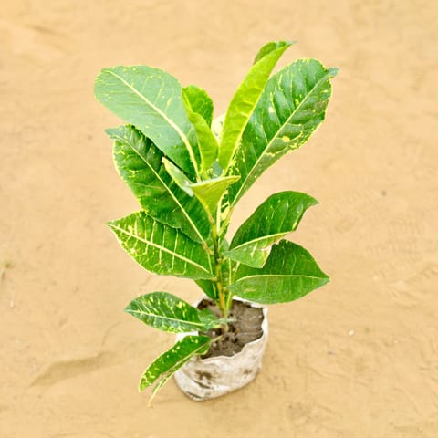 Croton Petra Yellow in 3 inch Nursery Bag