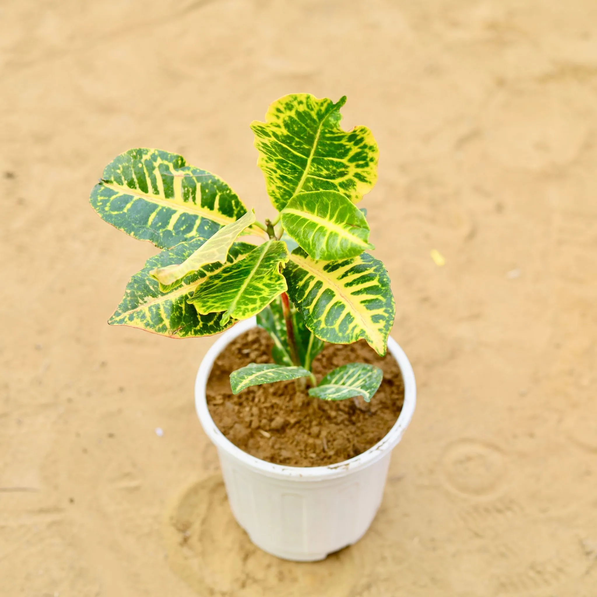 Croton Petra Yellow in 6 inch White Super Nursery Pot