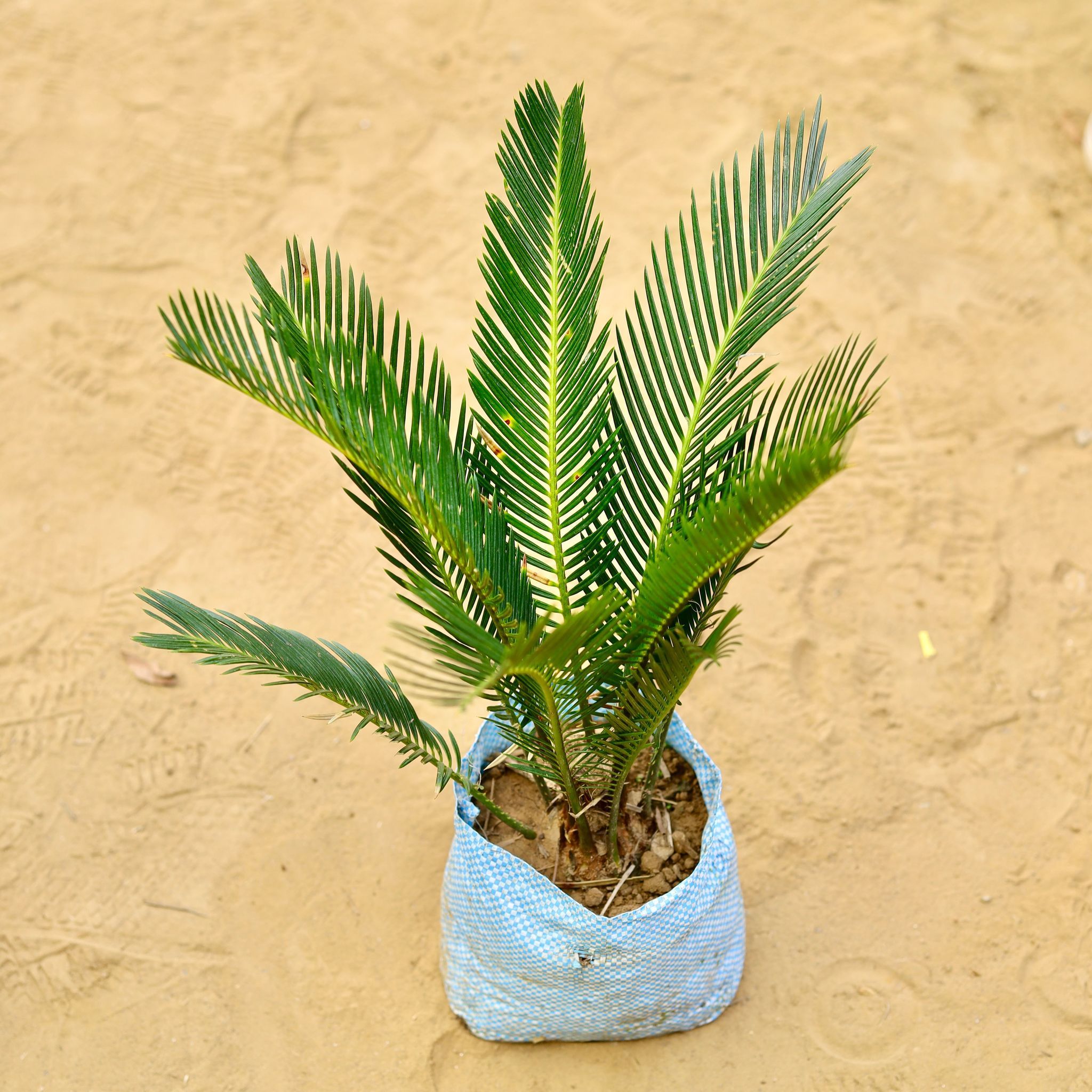 Cycas Palm Bushy in 5 inch Nursery Bag