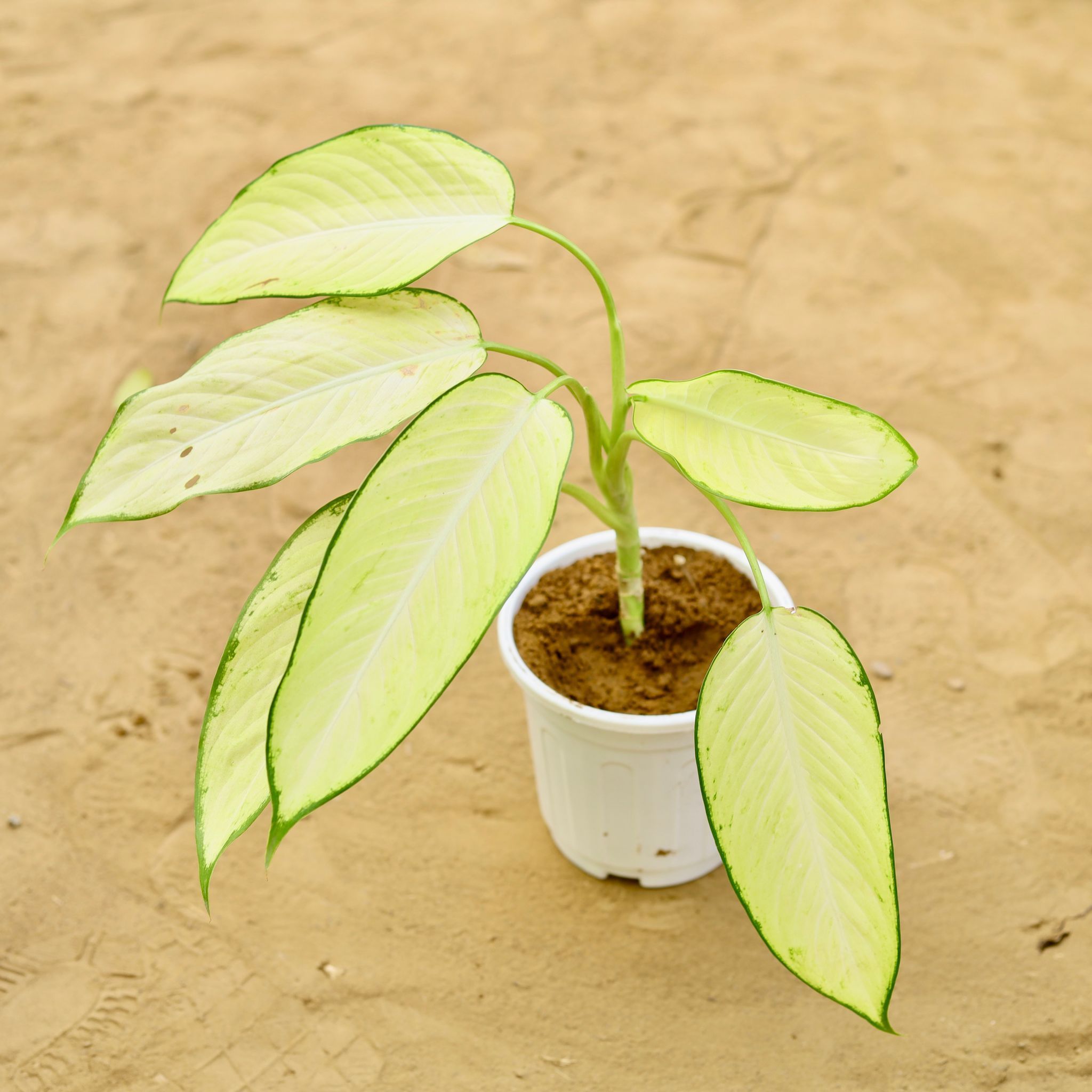 Dieffenbachia White Queen in 6 inch White Super Nursery Pot