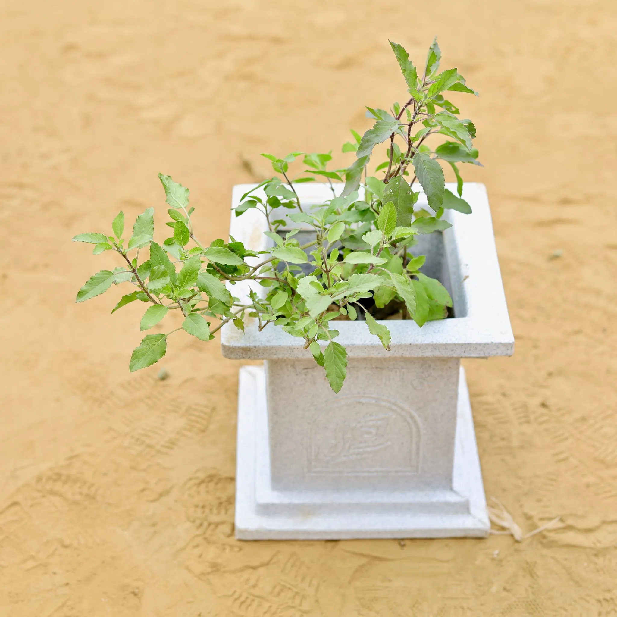 Rama Tulsi Bushy in 09 X 09 Inch White Premium Tulsi Planter Fiberglass Planter - Durable large size decoratiive fiber pot for indoor outdoor plants with 5 year warranty