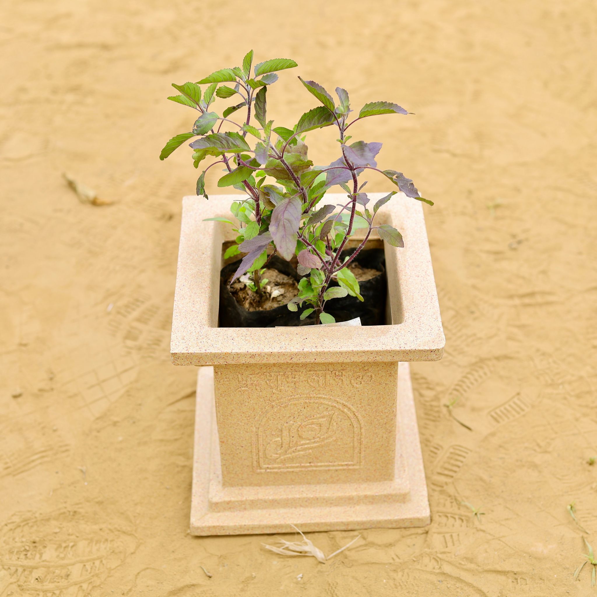 Shyama Tulsi Bushy in 09 X 09 Inch Sandstone Premium Tulsi Planter Fiberglass Planter - Durable large size decoratiive fiber pot for indoor outdoor plants with 5 year warranty