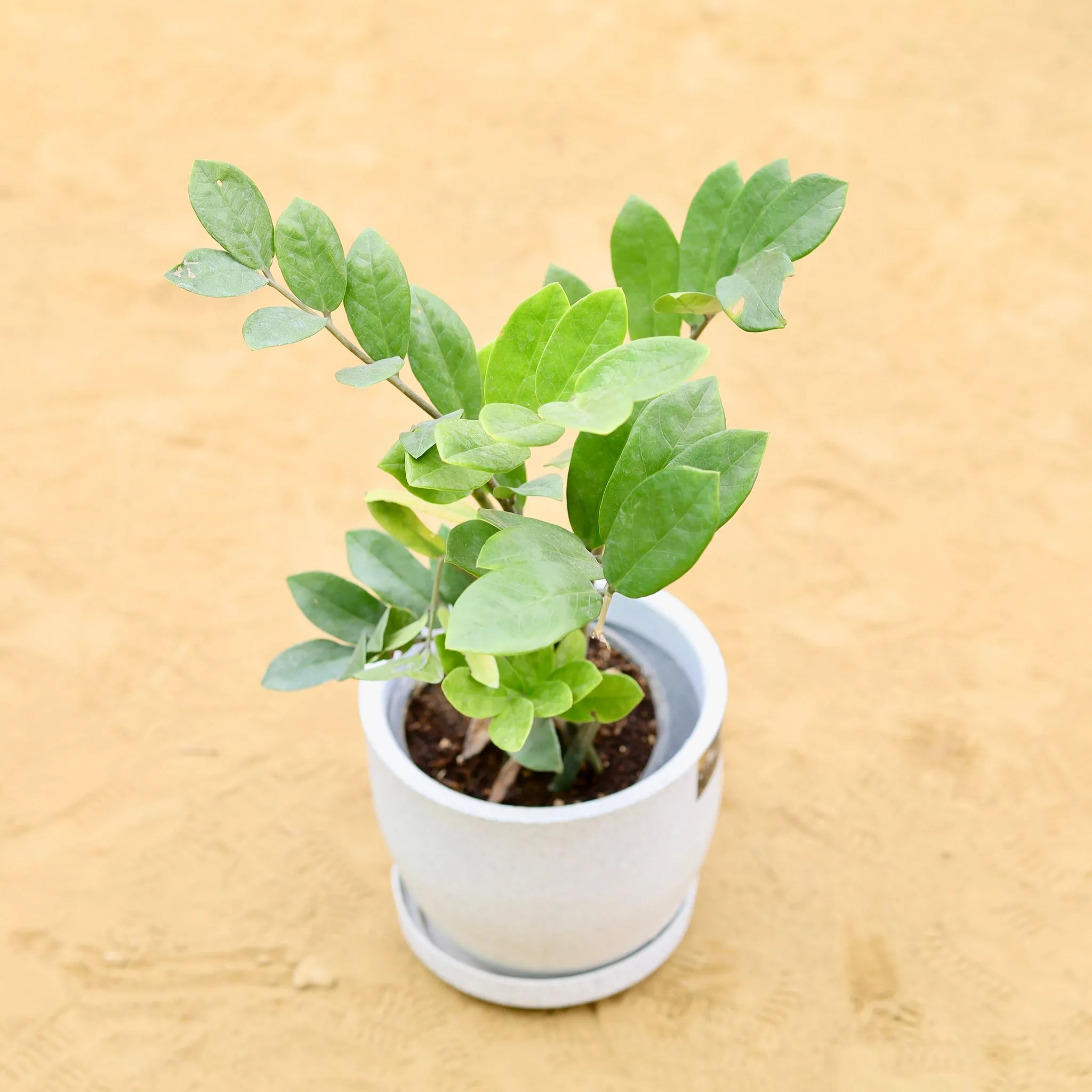 Zz Curly in 08 X 08 Inch White Premium Convessa Fiberglass Planter - Durable Large Size Decoratiive Fiber Pot For Indoor Outdoor Plants With 5 Year Warranty