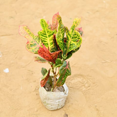 Croton Oakleaf in 6 Inch Live Plant Nursery Bag