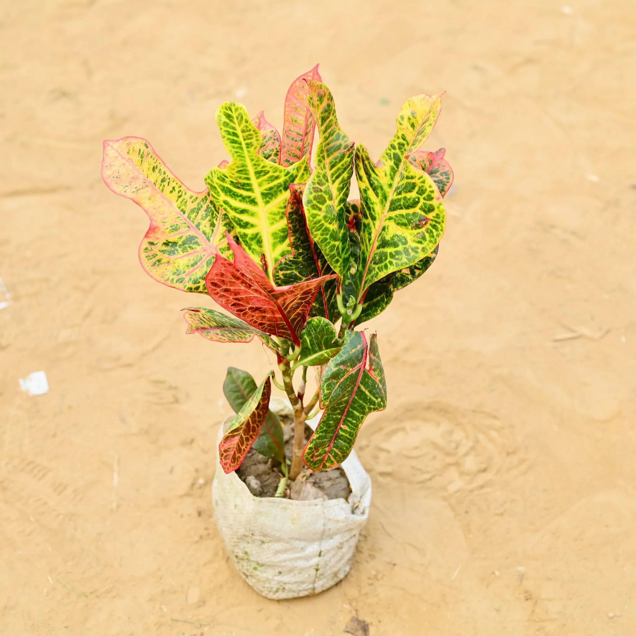 Croton Oakleaf in 6 Inch Nursery Bag
