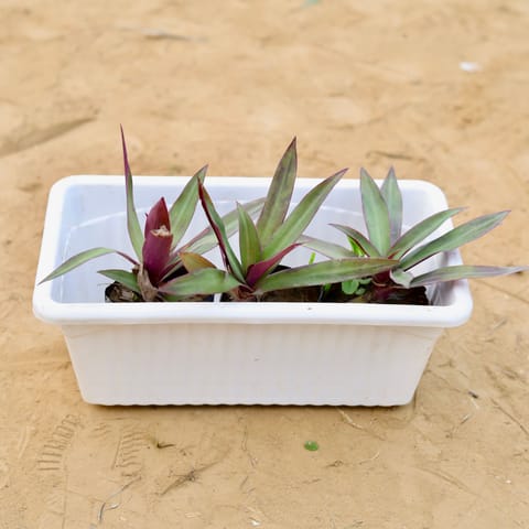 Three Rhoeo / Durangi in 14 Inch Live Plant White Premium Jupiter Rectangular Window Planter