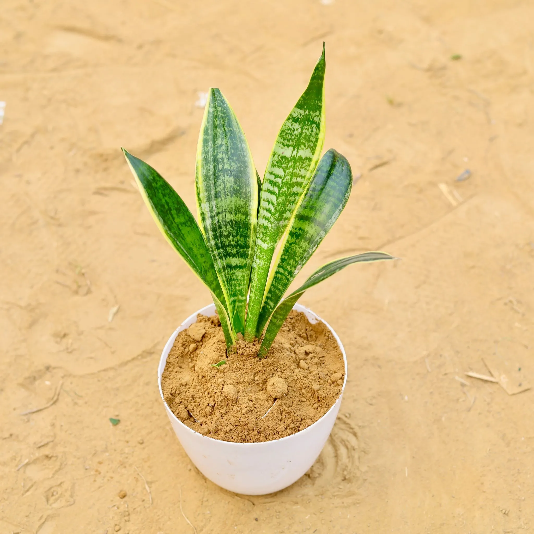 Snake Dwarf Variegated (~ 1 Ft) in 6 Inch White Premium Orchid Round Plastic Pot