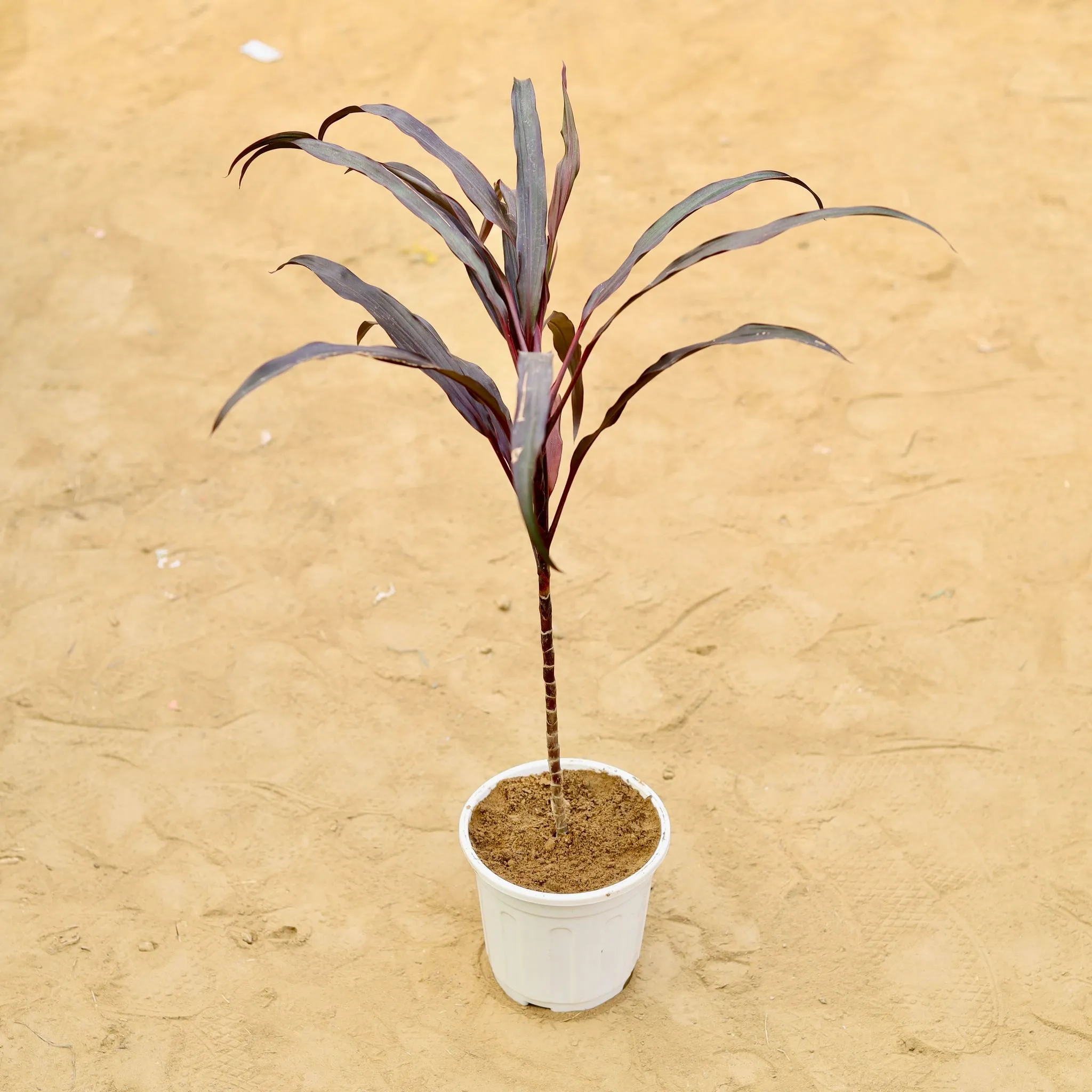 Dracaena Narrow Red (~ 2.5 Ft) in 6 inch White Premium Orchid Round Plastic Pot