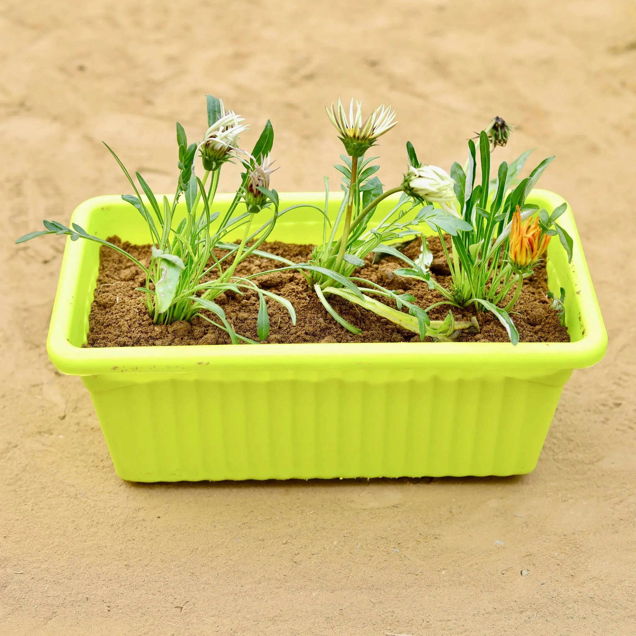Gazania (Any Colour) in 14 inch Green Premium Jupiter Rectangular Window Planter