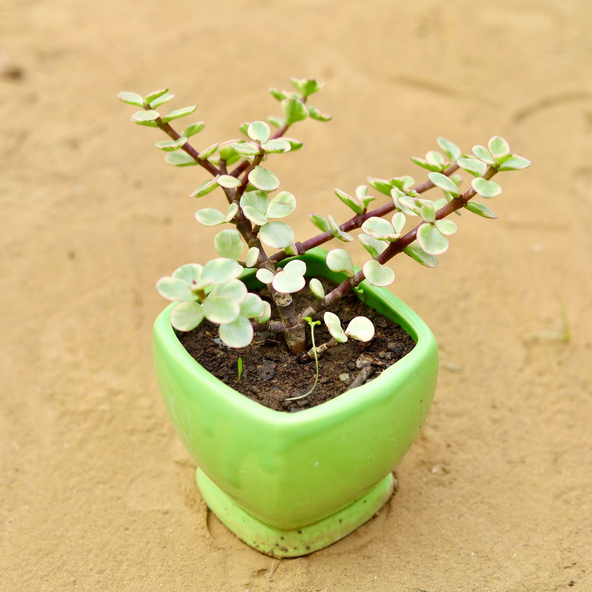 Jade Variegated in 3 inch Green Stylish Square Shaped Ceramic Pot