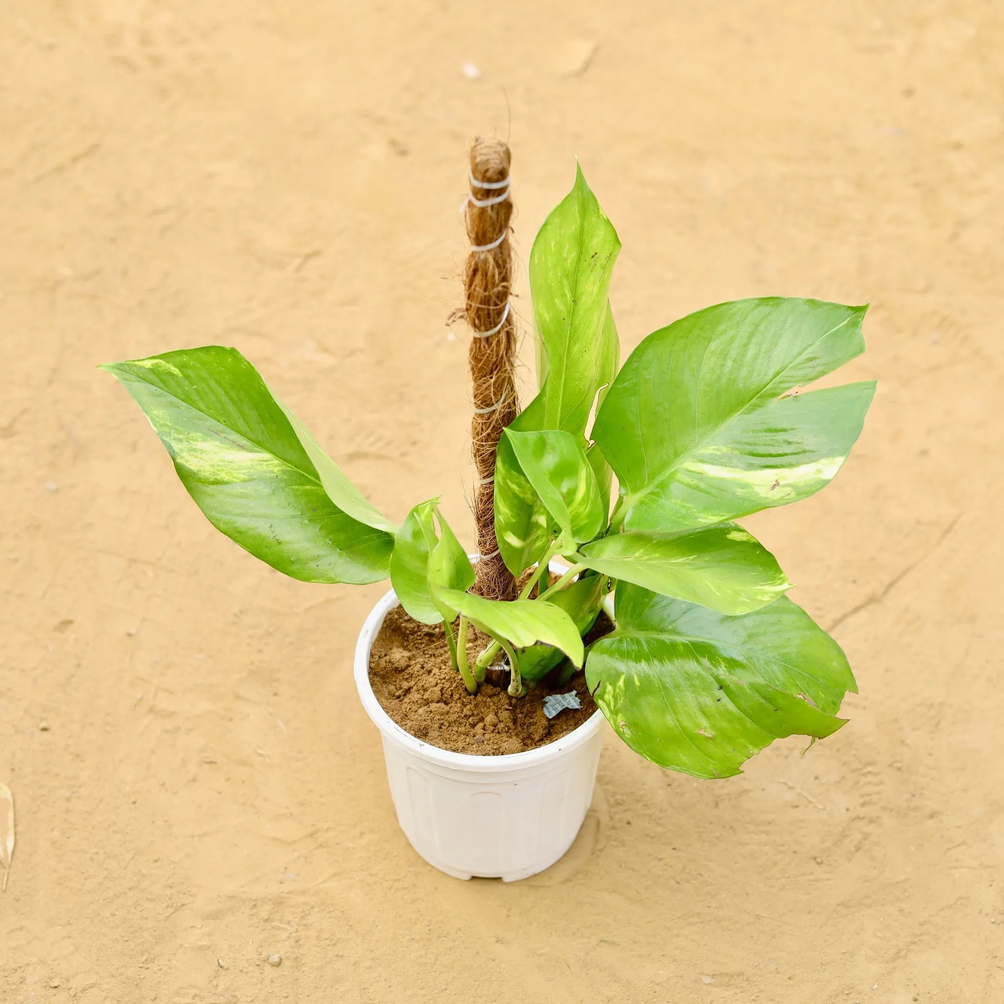 Money Plant Green With Moss Stick in 6 inch White Super Nursery Pot