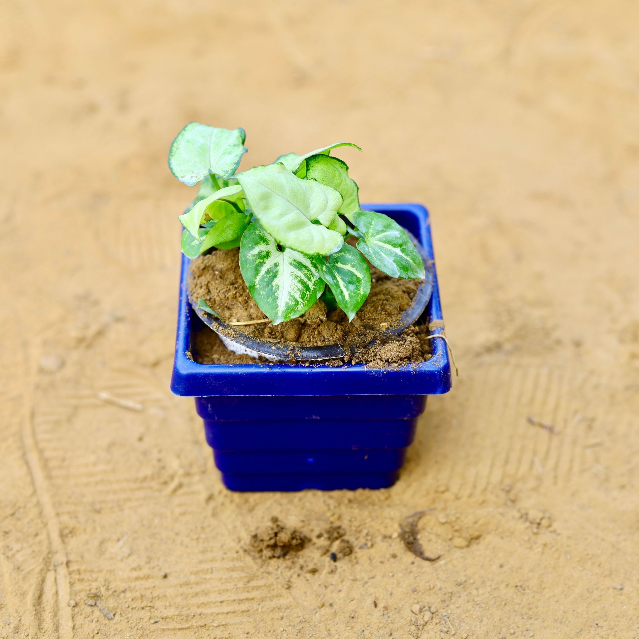Syngonium Yammi in 4 Inch Blue Premium Orchid Square Plastic Pot