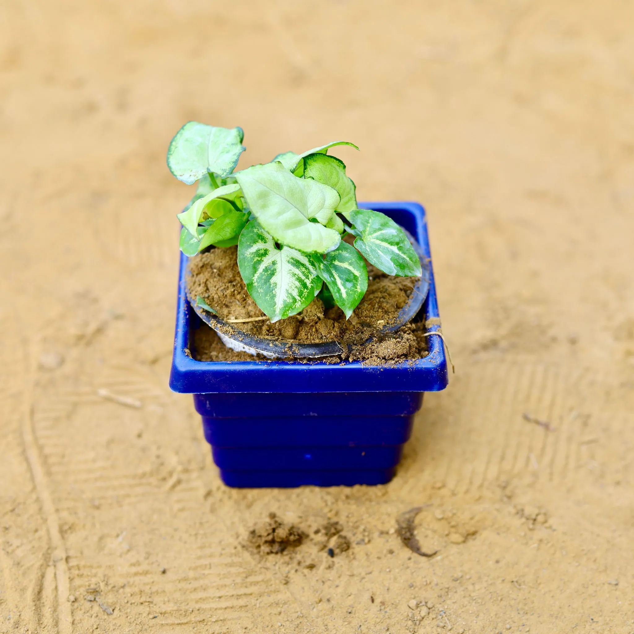Syngonium Yammi in 4 Inch Blue Premium Orchid Square Plastic Pot