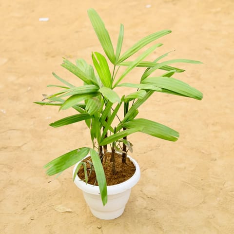 Raphis Palm in 8 inch White Classy Plastic Pot