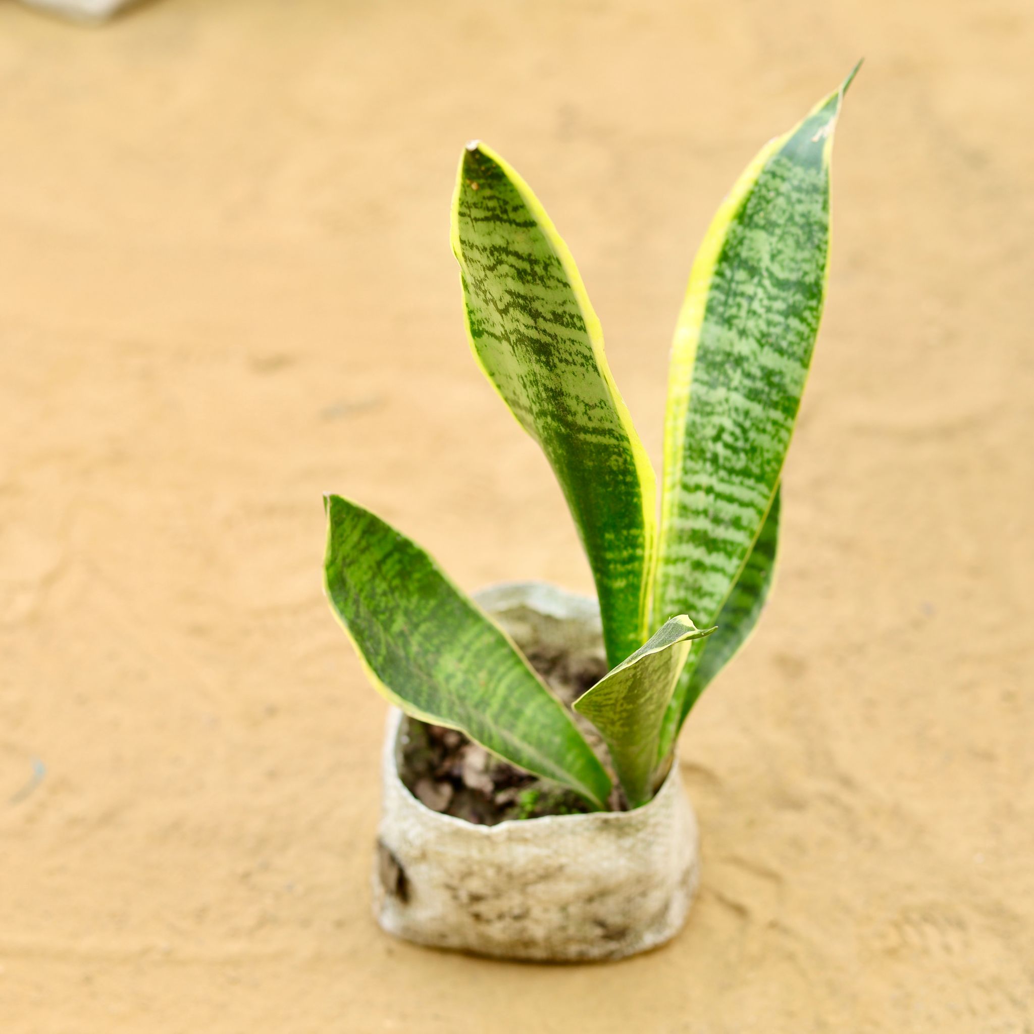 Snake Dwarf Variegated (~ 1 Ft) in 3 inch Nursery Bag