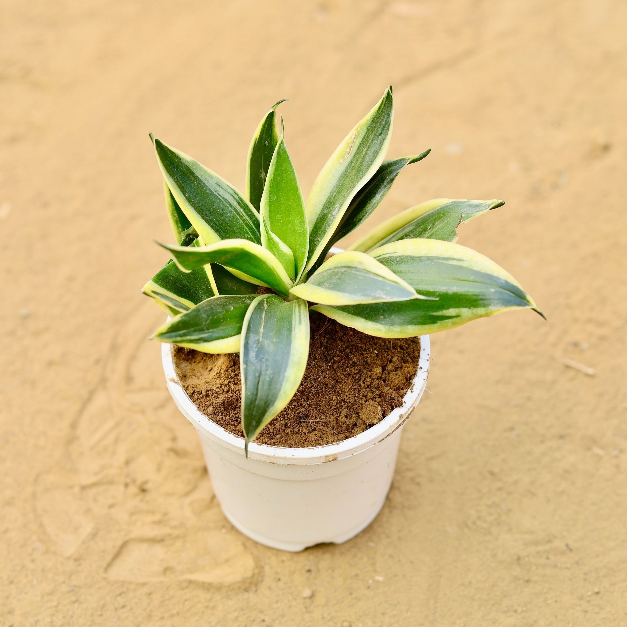 Snake Dwarf Yellow in 4 inch White Nursery Pot