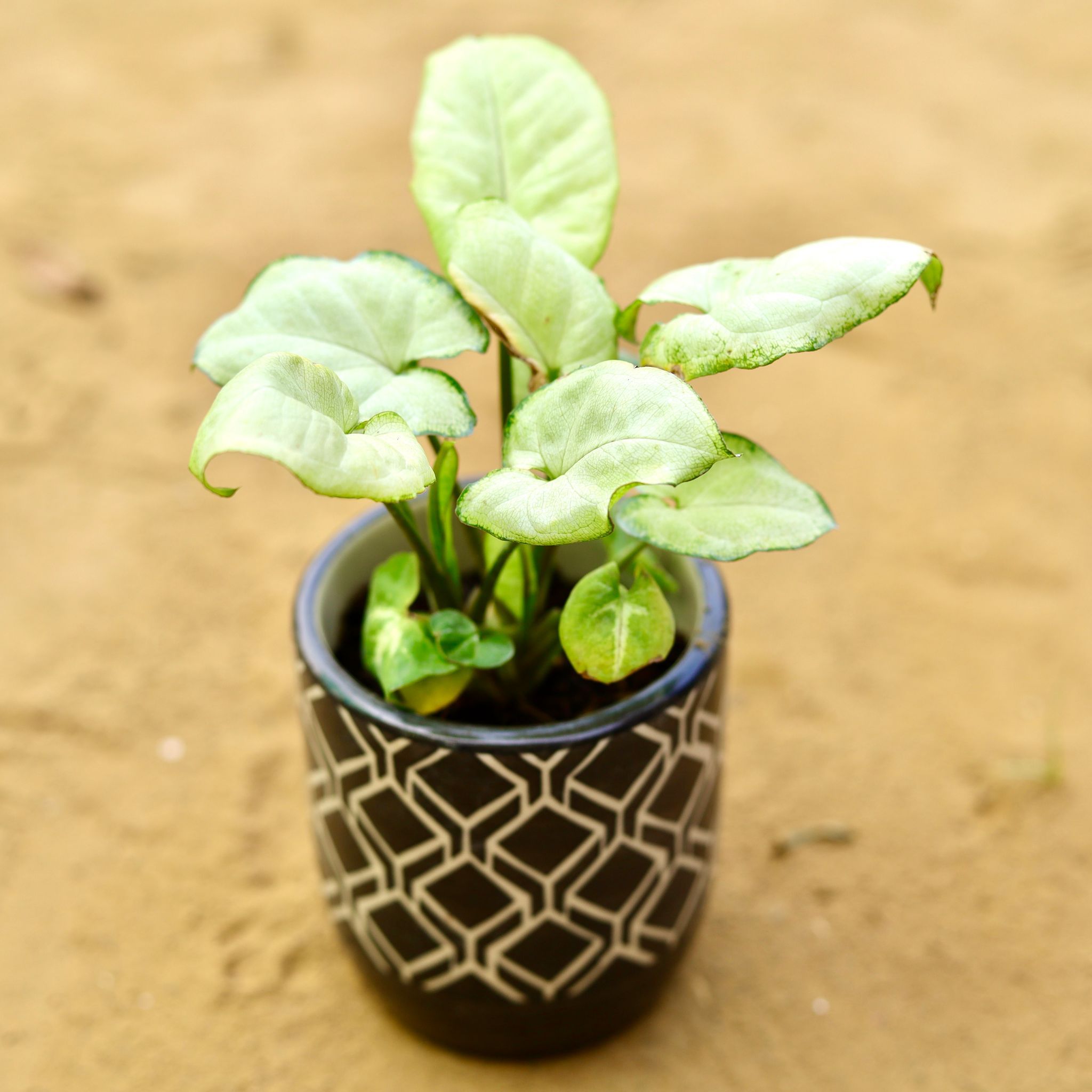 Syngonium Yammi in 4 inch Black Moroccan Art Printed Handcrafted Ceramic Pot