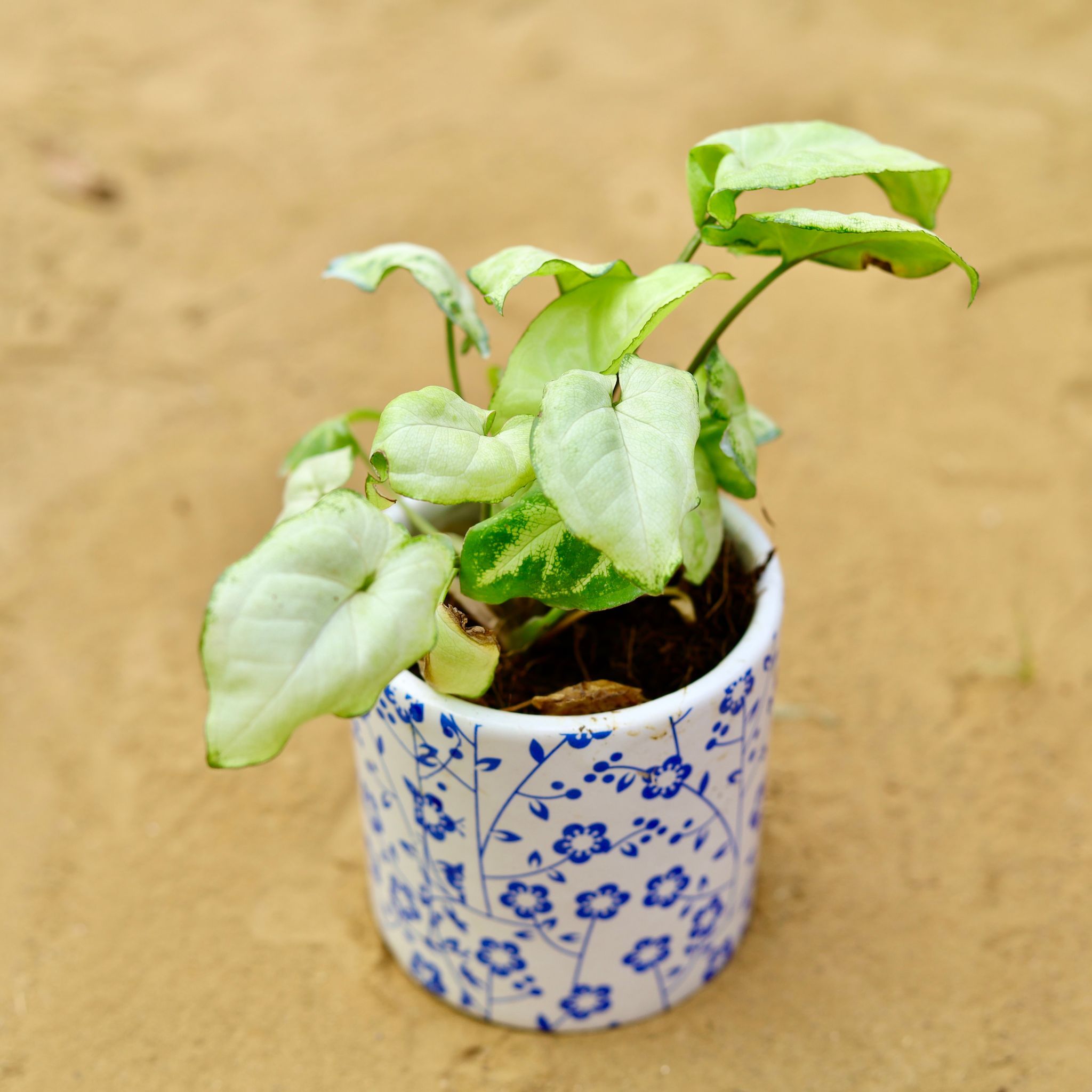 Syngonium Yammi in 4 inch White Handcrafted Blue Floral Designer Cylindrical Ceramic Pot