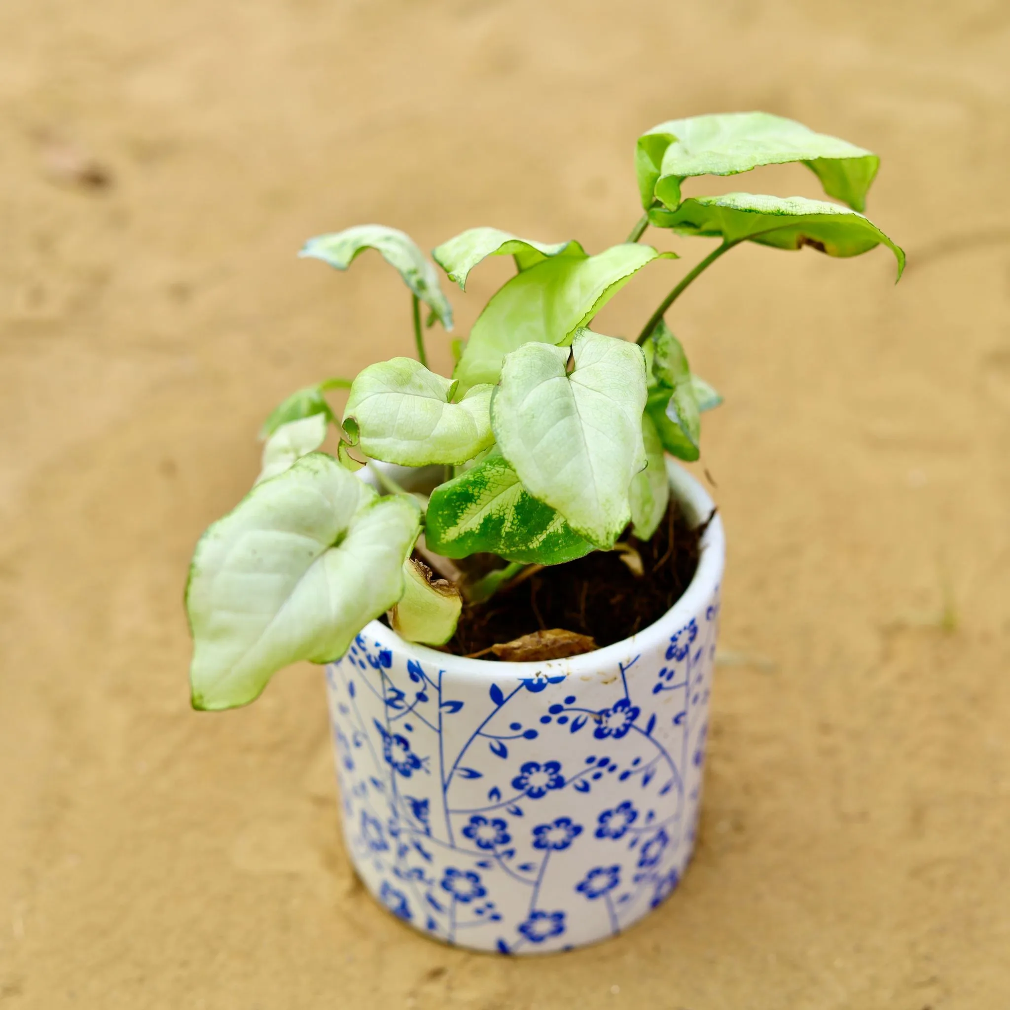 Syngonium Yammi in 4 inch White Handcrafted Blue Floral Designer Cylindrical Ceramic Pot
