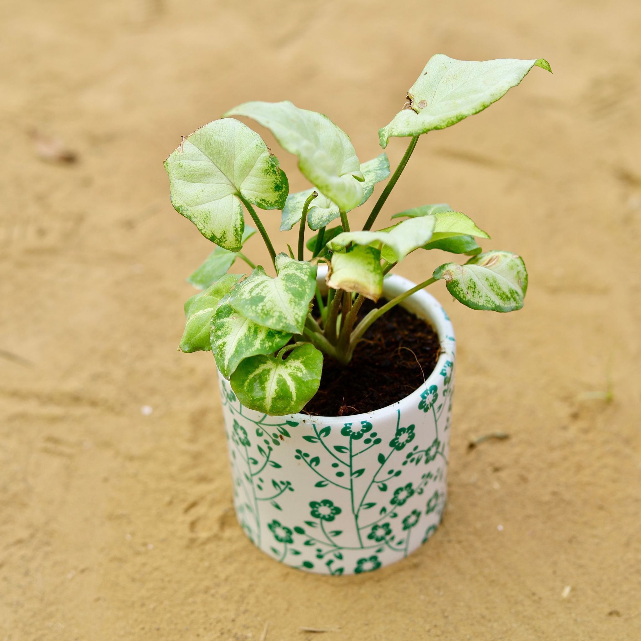 Syngonium Yammi in 4 inch White Handcrafted Green Floral Designer Cylindrical Ceramic Pot