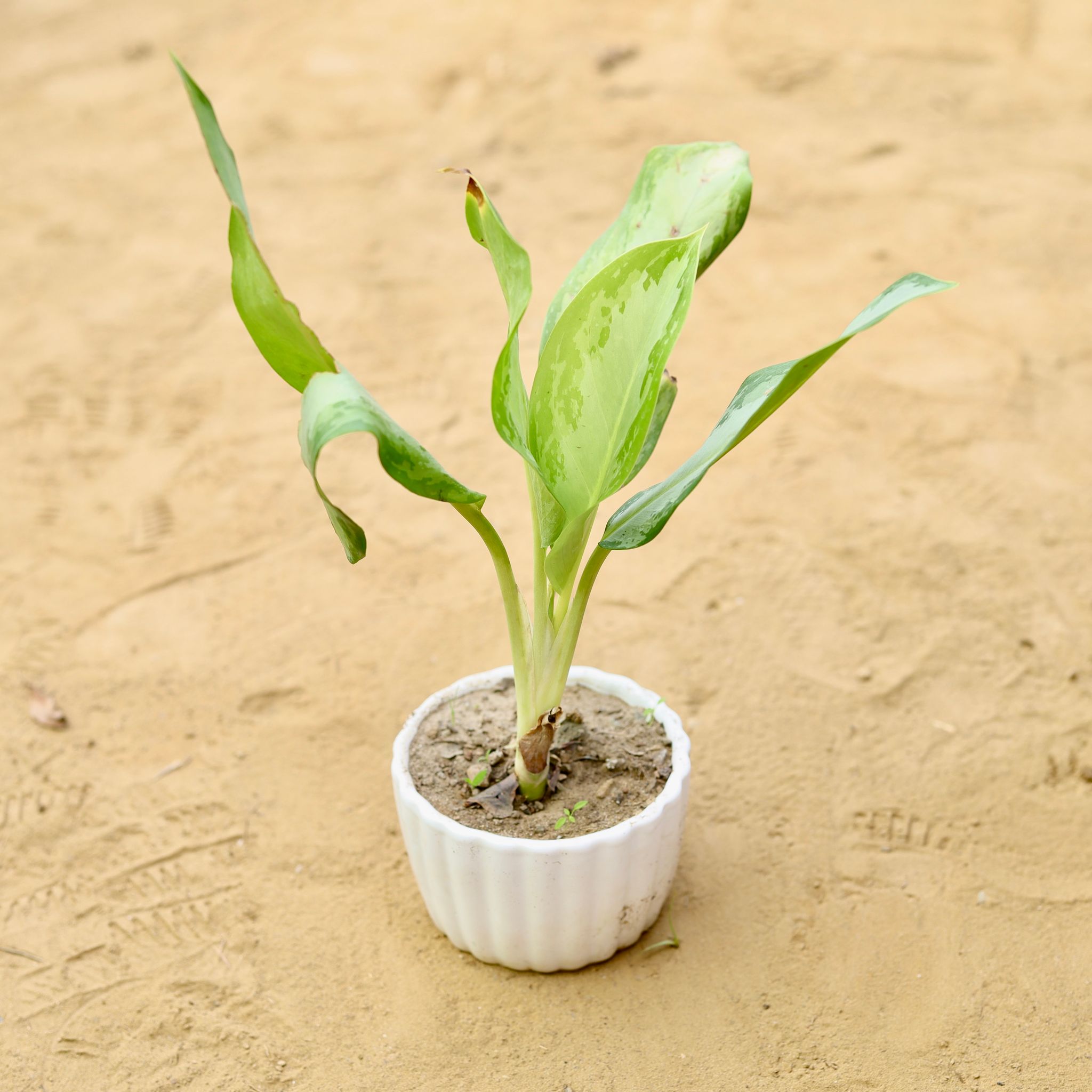 Aglaonema Jungle Parrot in 4.5 inch White Puffer Designer Bowl Shaped Ceramic Pot