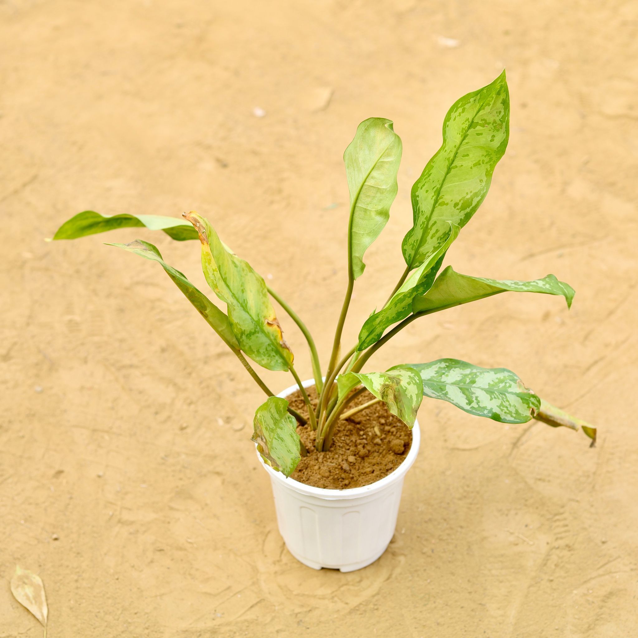 Aglaonema Jungle Parrot in 6 inch White Super Nursery Pot