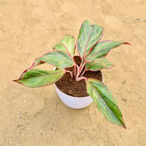 Aglaonema Lipstick in 6 inch White Premium Orchid Round Plastic Pot