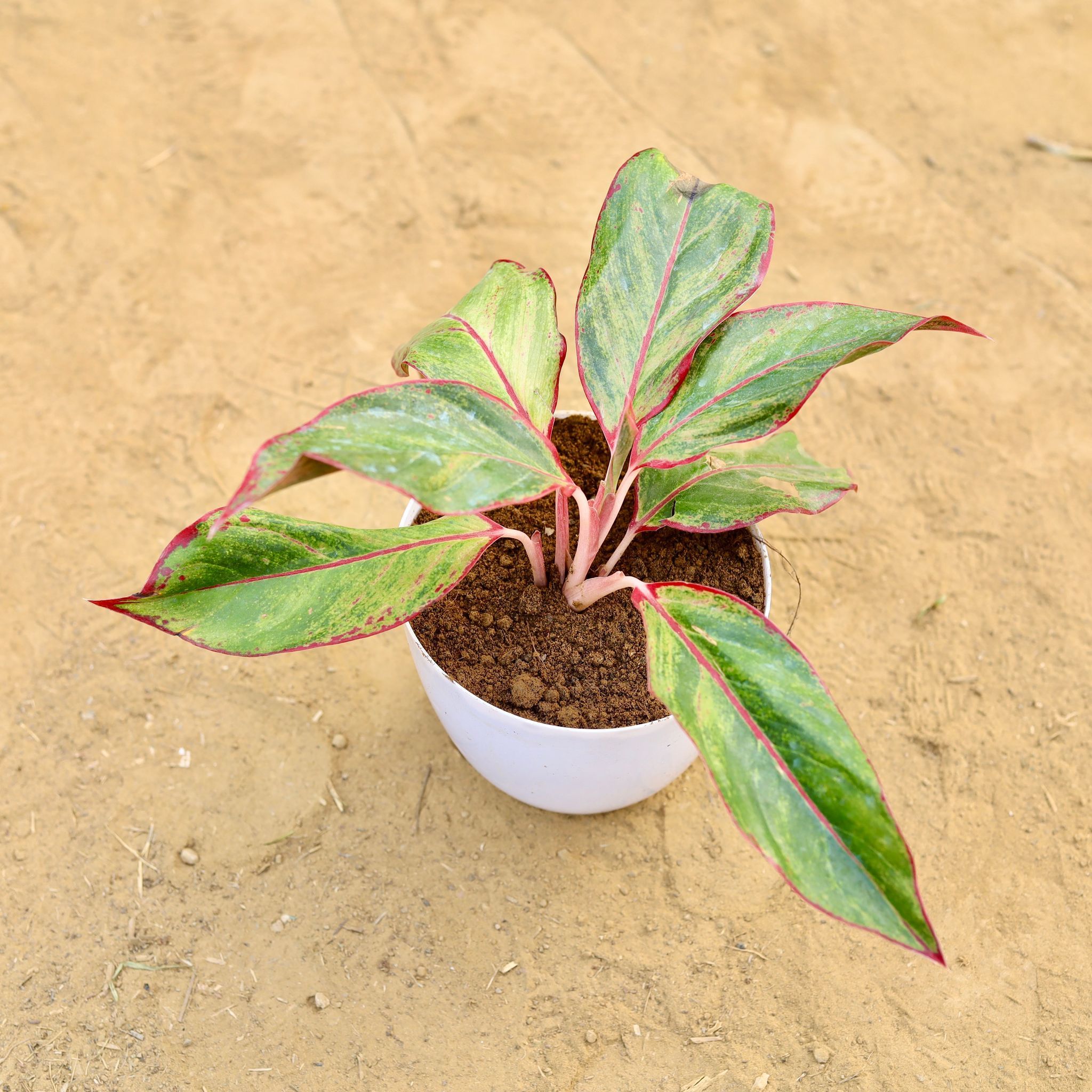 Aglaonema Lipstick in 6 inch White Premium Orchid Round Plastic Pot