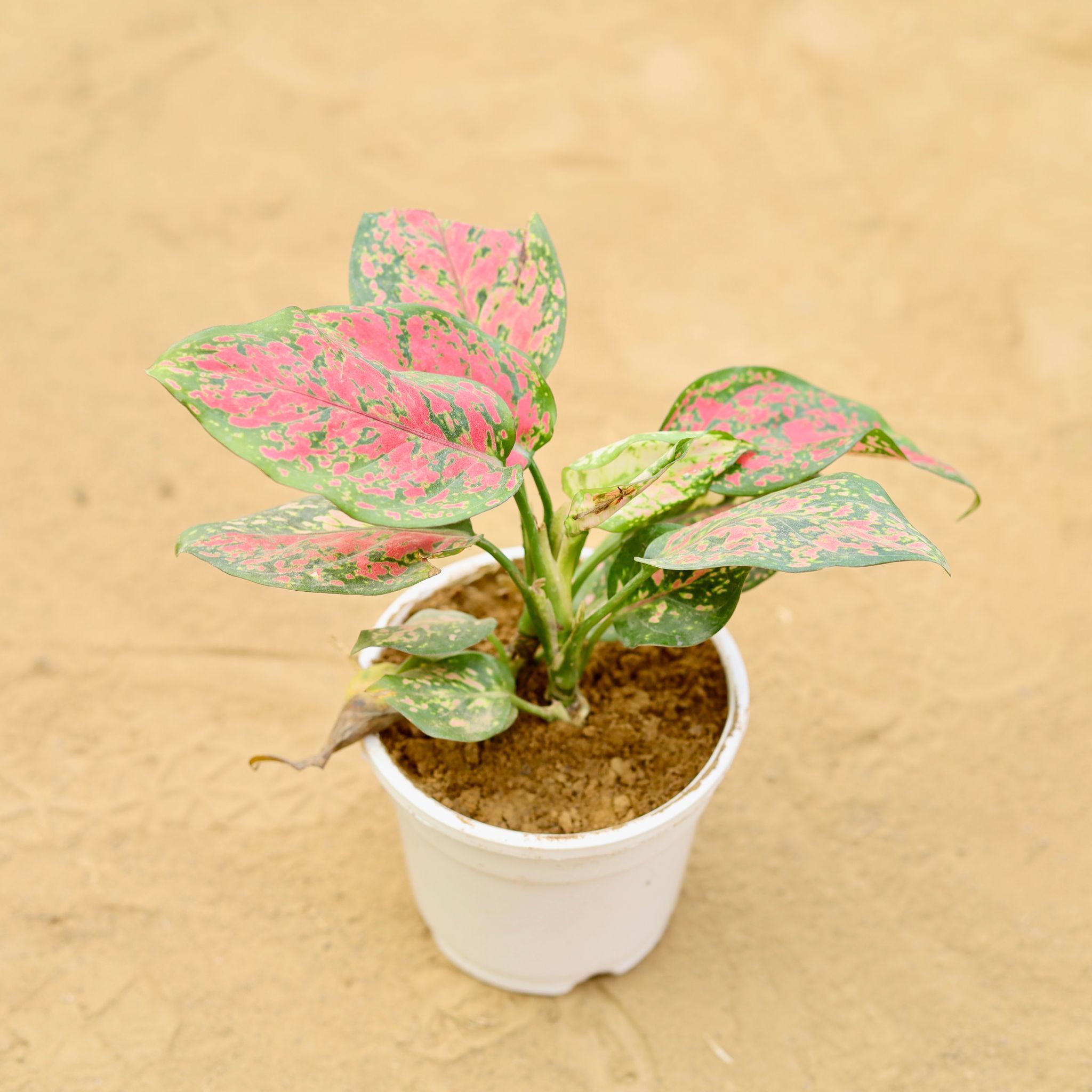 Aglaonema Red Ruby in 4 inch White Nursery Pot