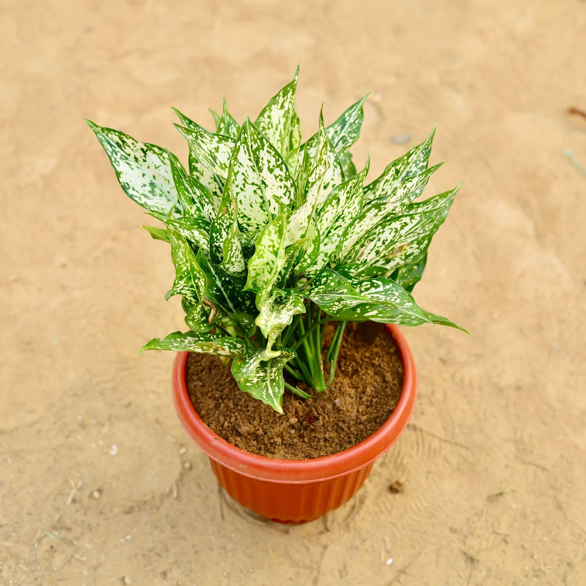 Aglaonema Snow White in 8 inch Terracotta Red Olive Plastic Pot