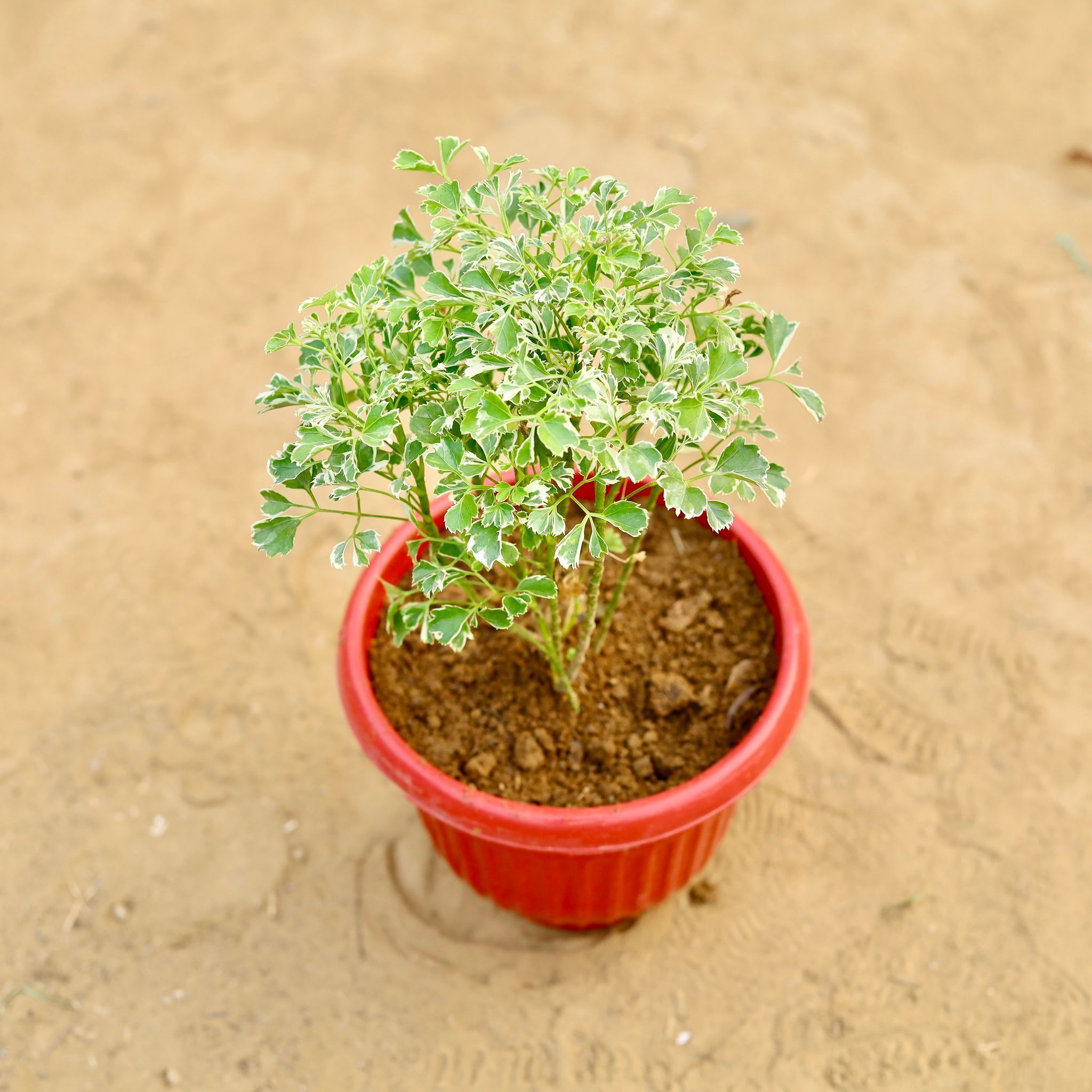 Rare Large Leaf Aralia White in 8 inch Terracotta Red Olive Plastic Pot