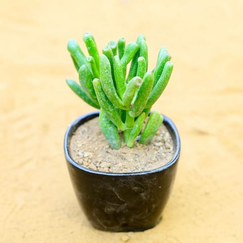 Crassula Jade Gollum / Finger Succulent in 3 Inch Live Plant Black Mini Handmade Taper Ceramic Pot
