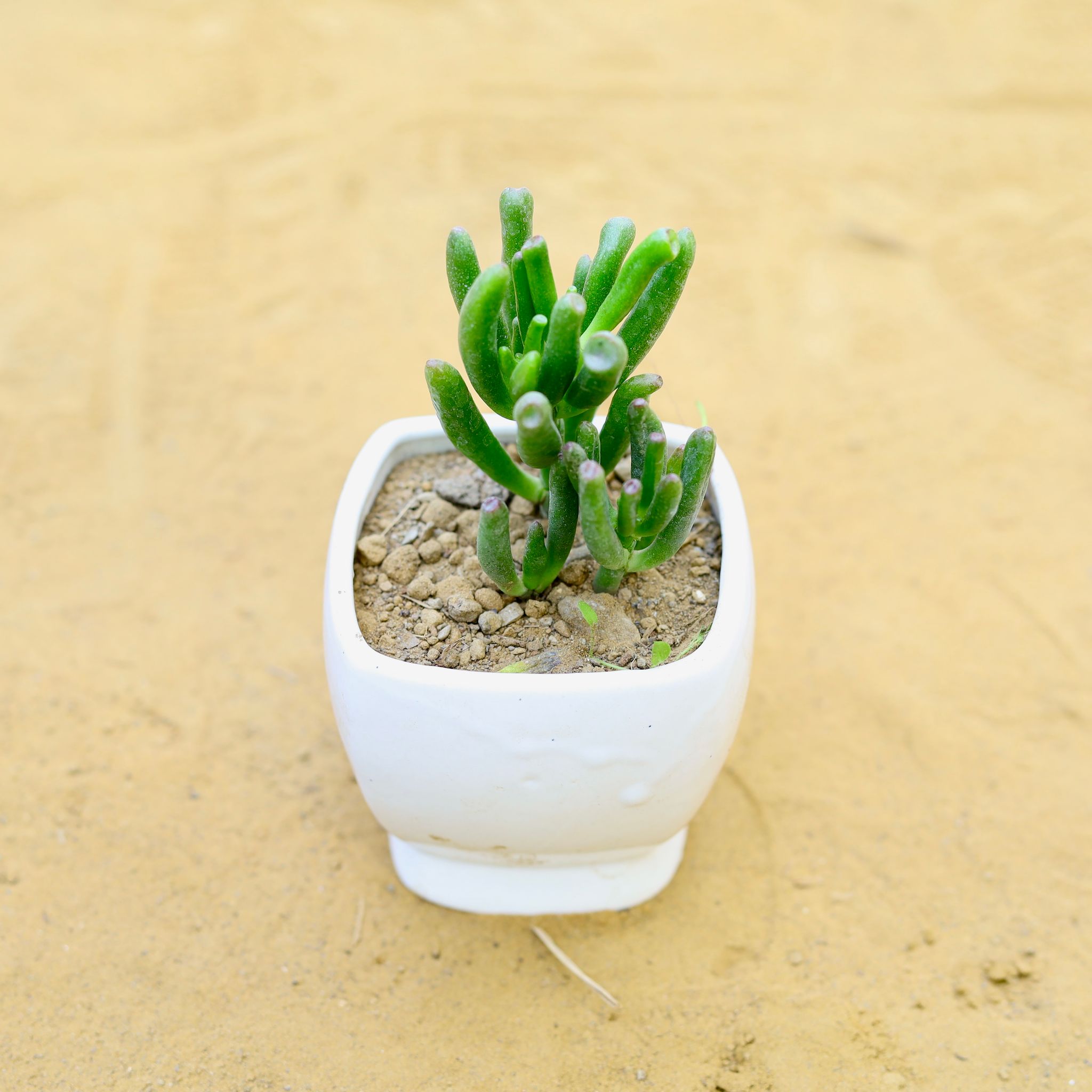 Crassula Jade Gollum / Finger Succulent in 3 Inch Classy White Square Shaped Ceramic Pot