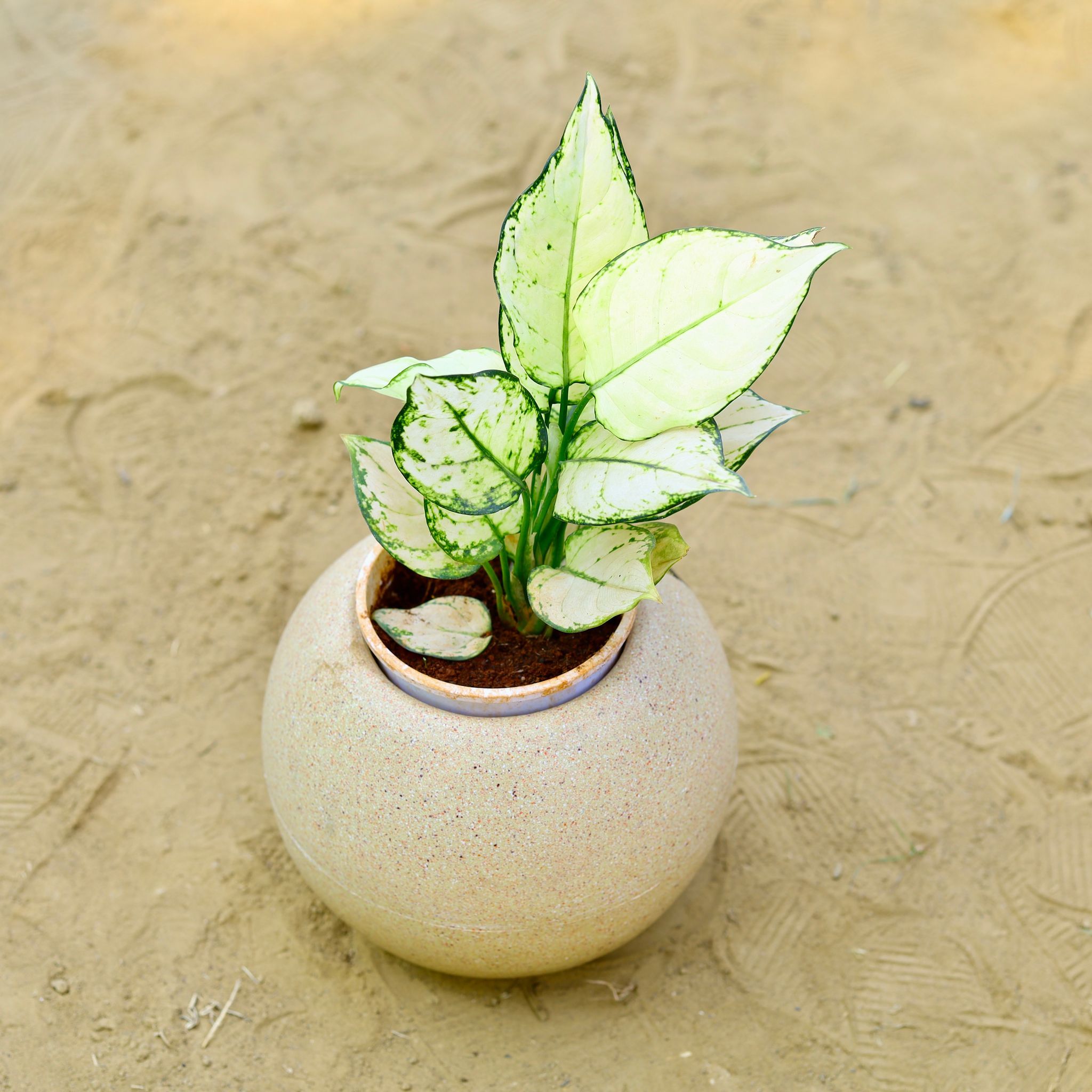 Aglaonema White in 9 Inch Sandstone Premium llios Fiberglass Planter