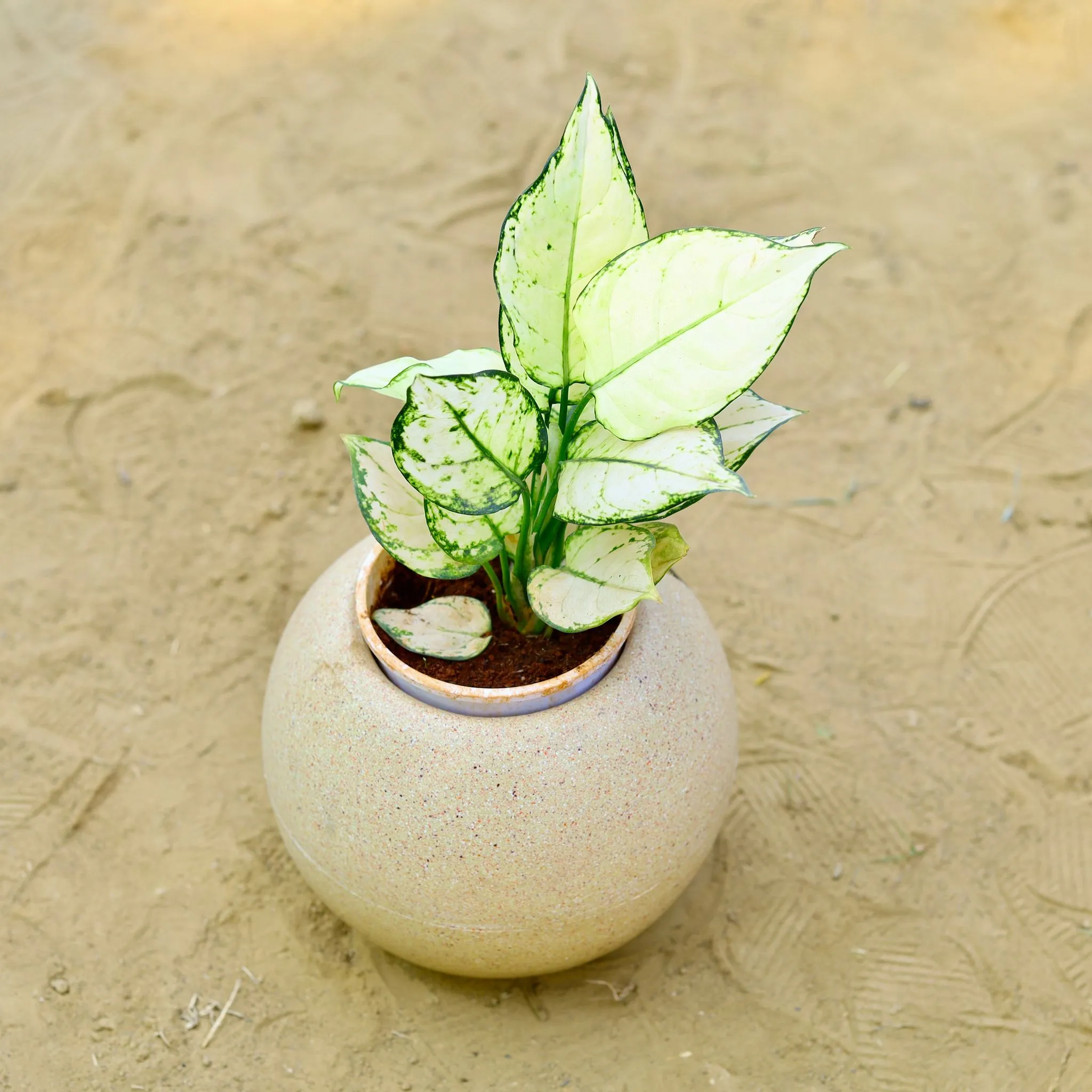 Aglaonema White in 9 Inch Sandstone Premium llios Fiberglass Planter