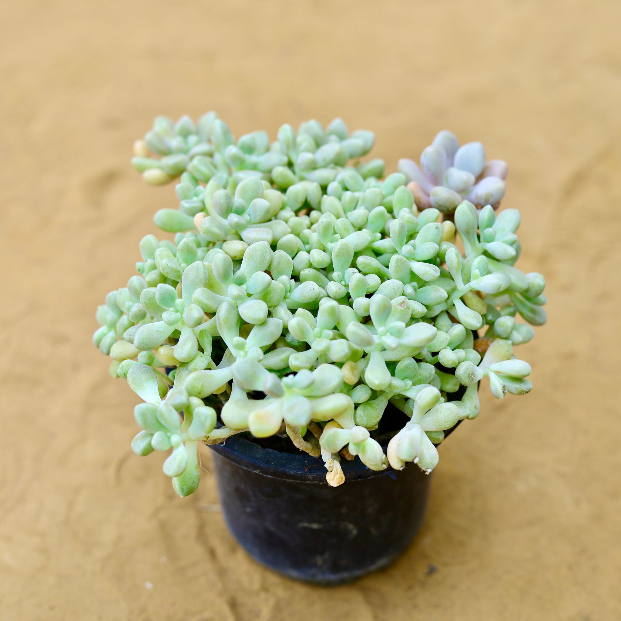 Sedum Miniature / Allantoides Succulent in 3 Inch Nursery Pot
