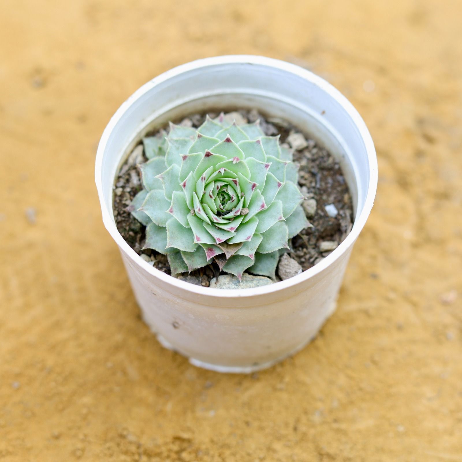 Sempervivum Succulent (Hen and Chicks) in 3 Inch White Nursery Pot
