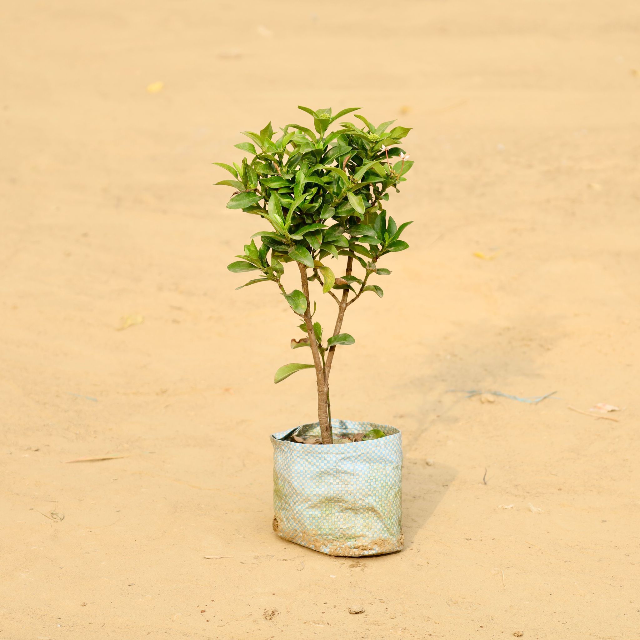 Ixora Pink in 4 Inch Nursery Bag