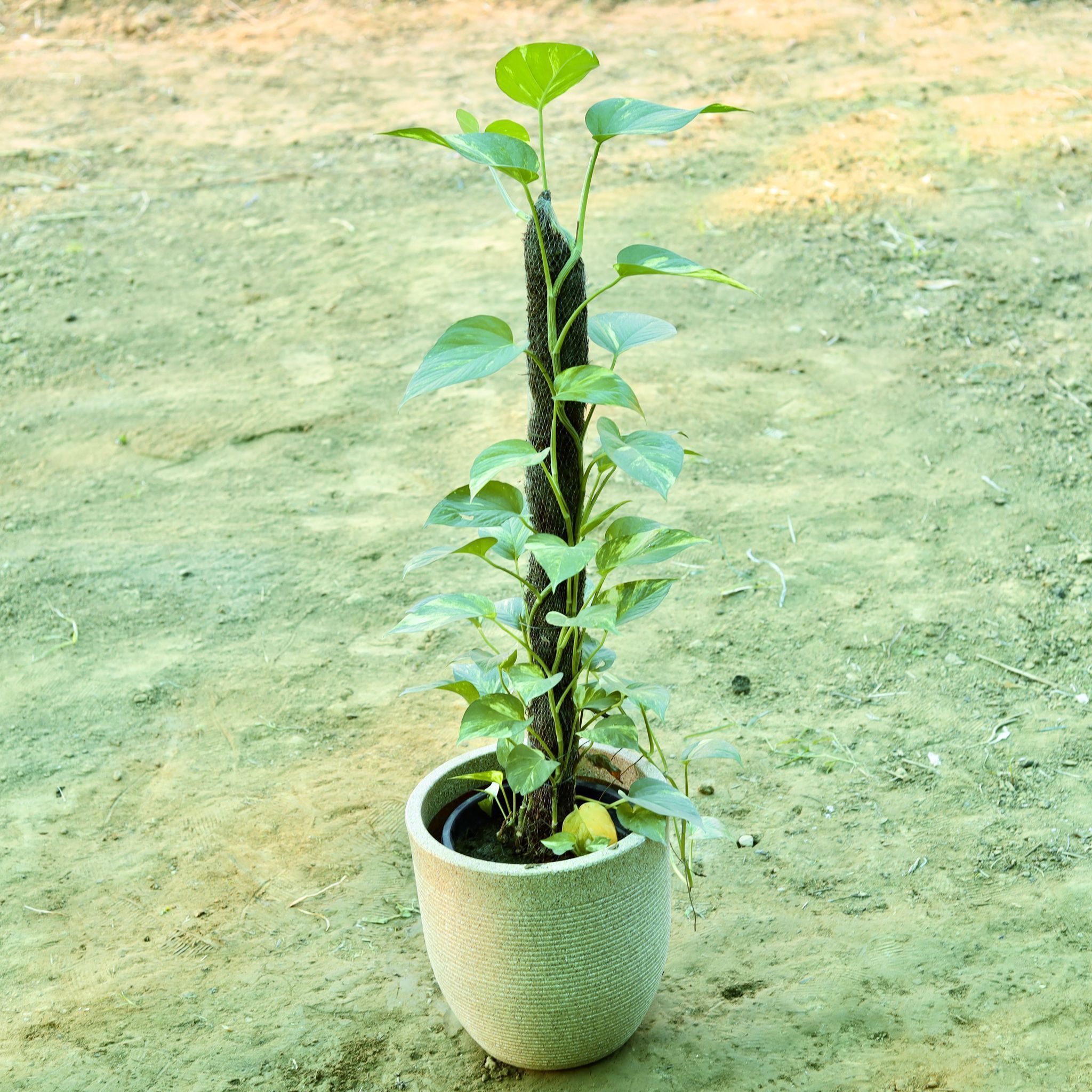 Golden Money Plant with 3 ft Moss Stick in 12 X 12 Inch Sandstone Premium Orbis Fiberglass Planter